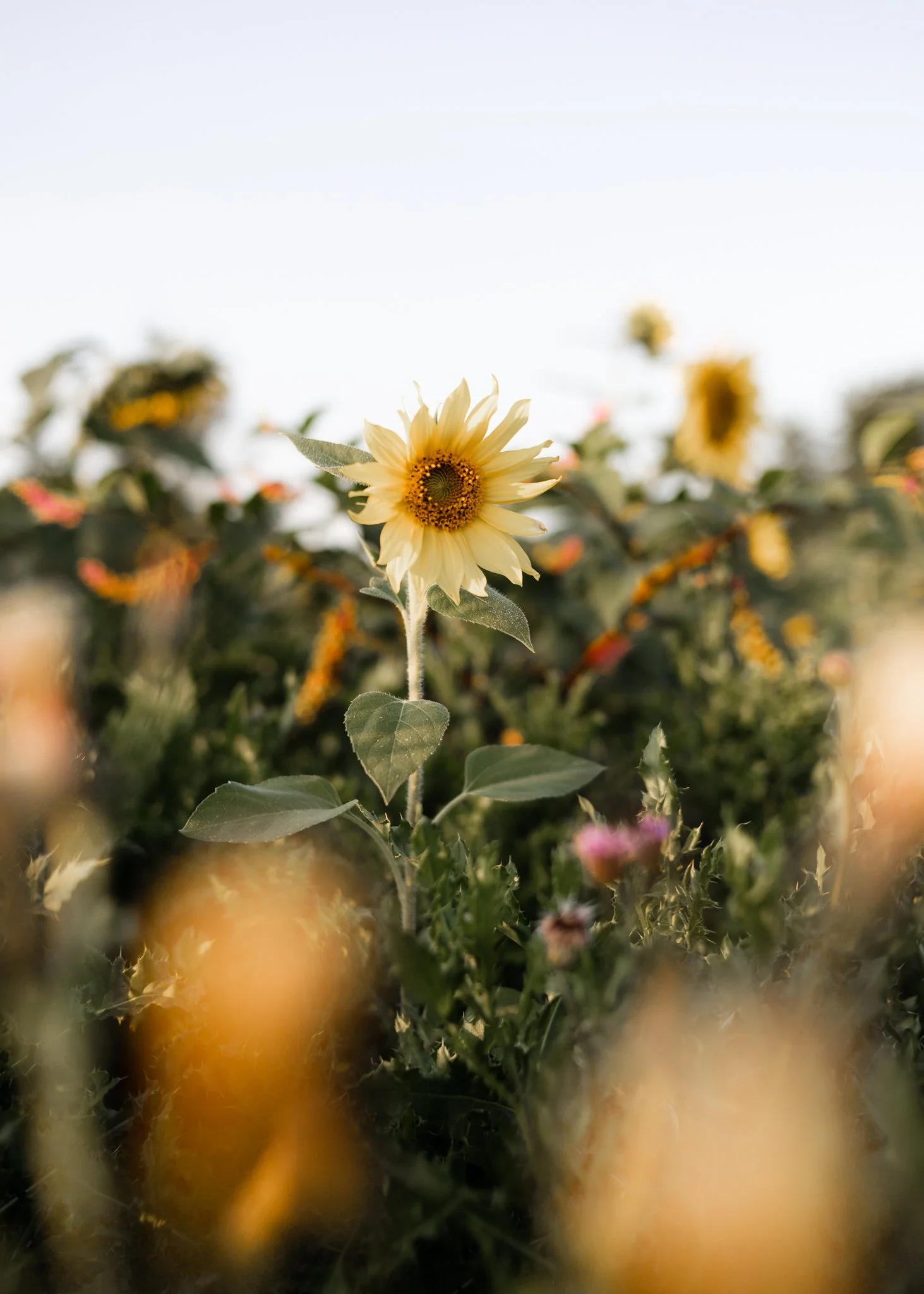 Maria's Field of Hope - September 2020-2.jpeg