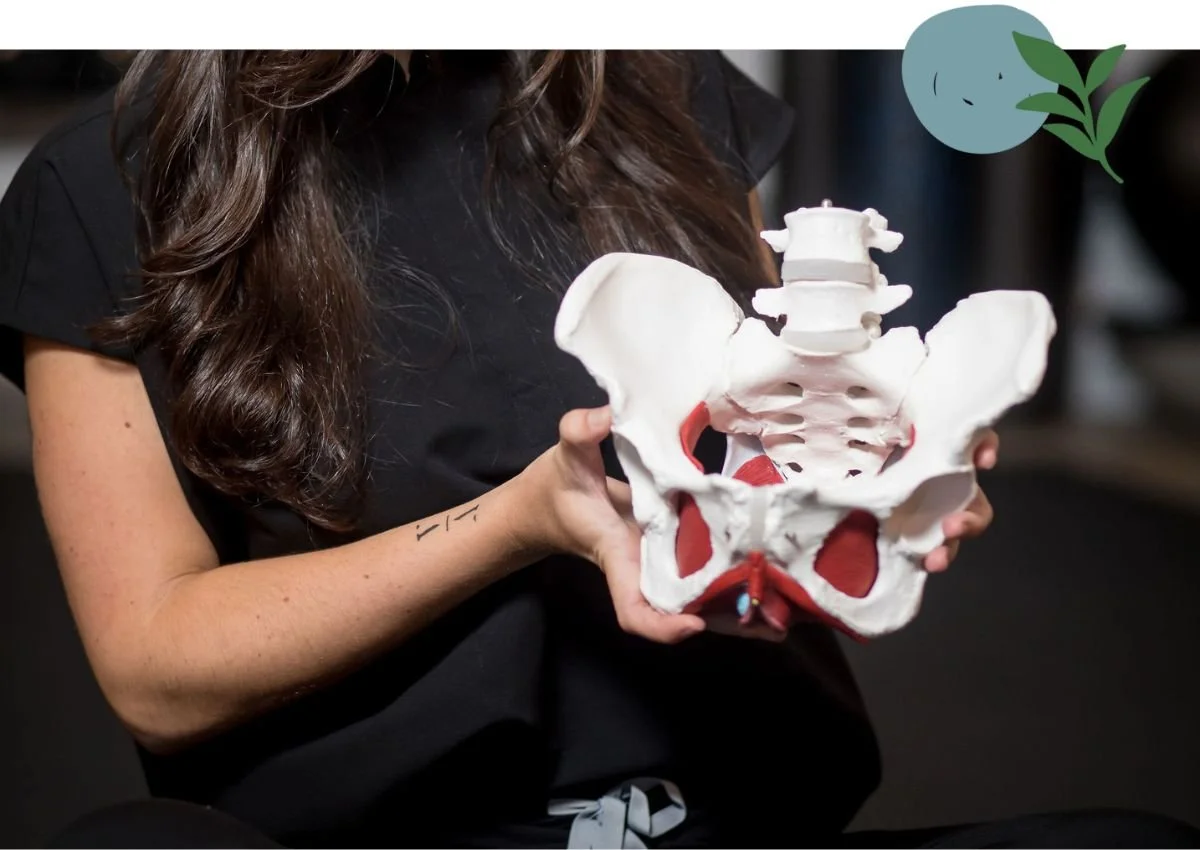 The Pelvis Pro - Inman Park