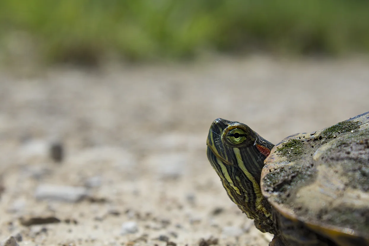 Turtle Head; digital photography; 2016