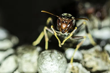 Paper Wasp; digital photography; 2018