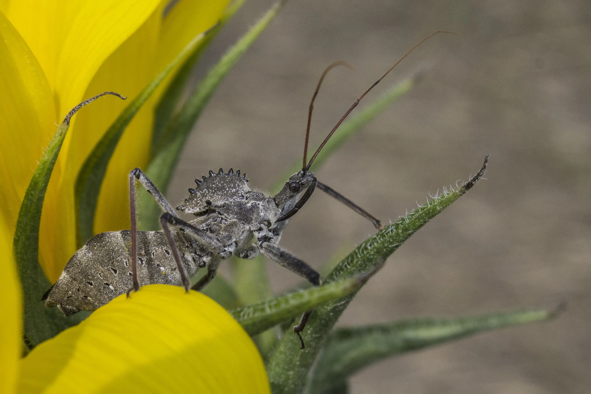 Wheel Bug; digital photography; 2017