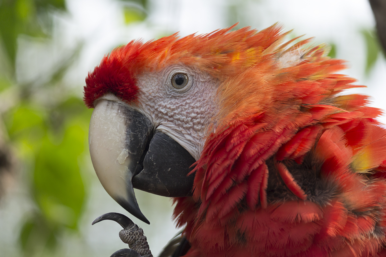 Scarlet Macaw; digital photography; 2016