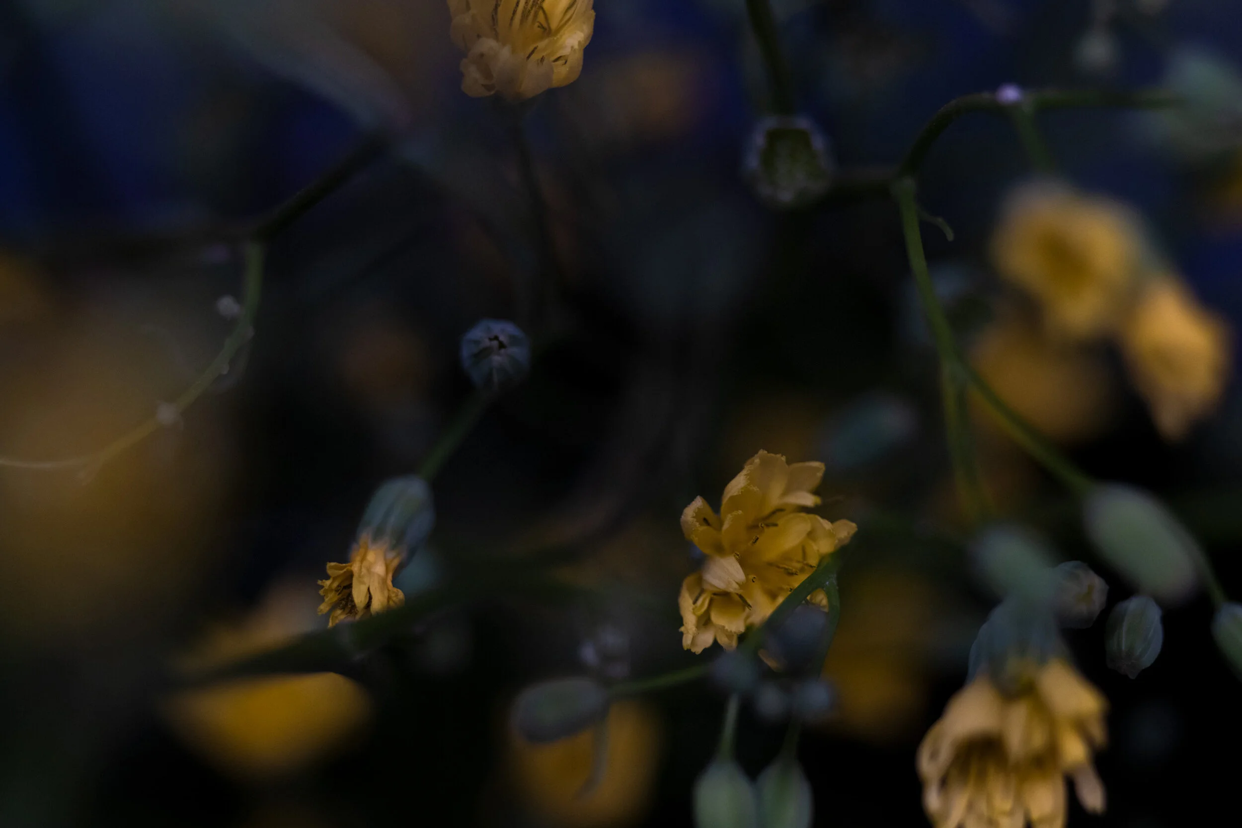 For-intro-yellow-flower.jpg