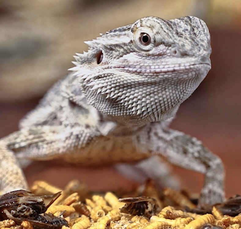 Screen Shot 2020-09-09 at 10.31.22 AM.png