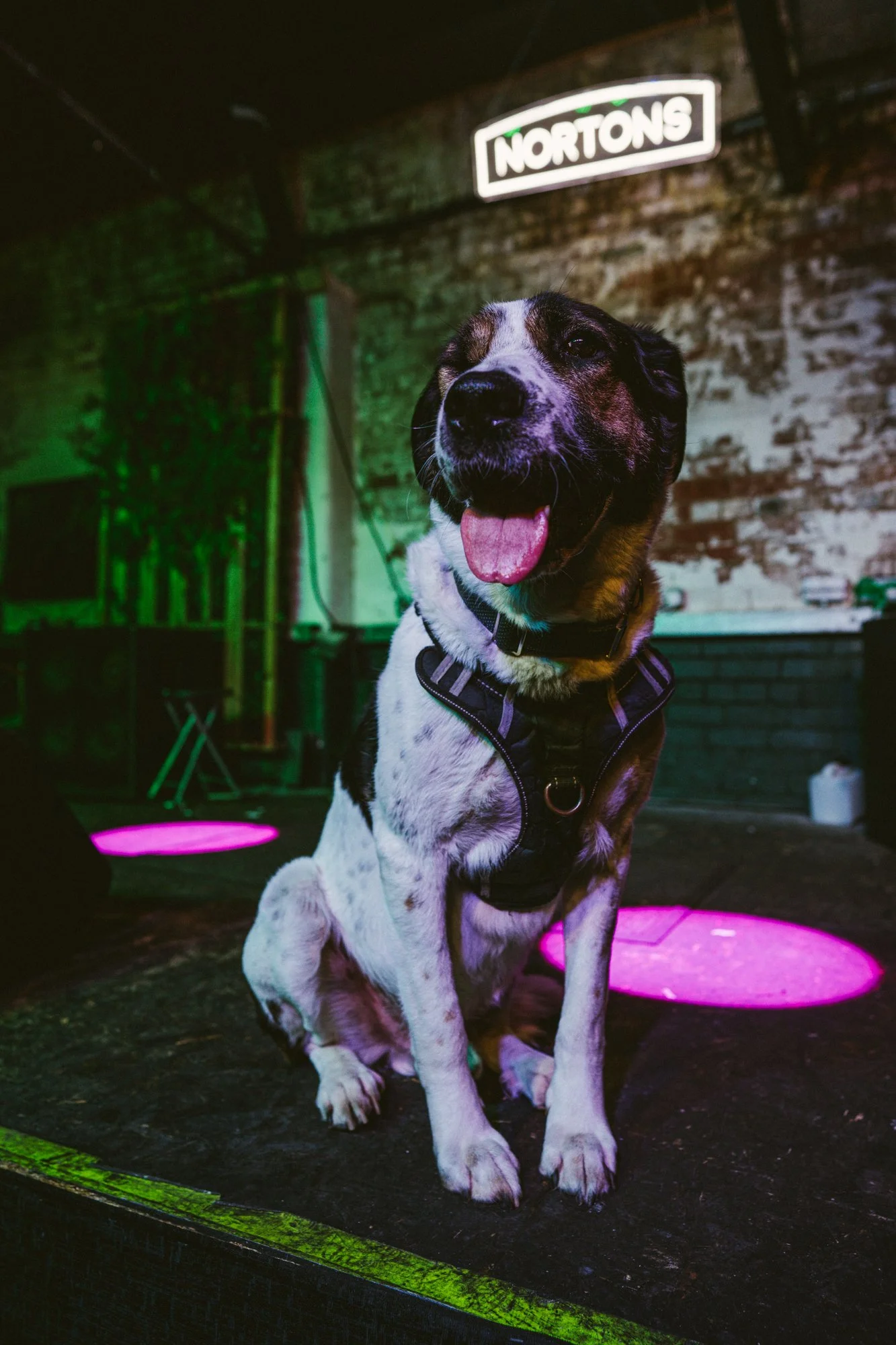 Nortons Previews - www.thombartley.com-22.jpg