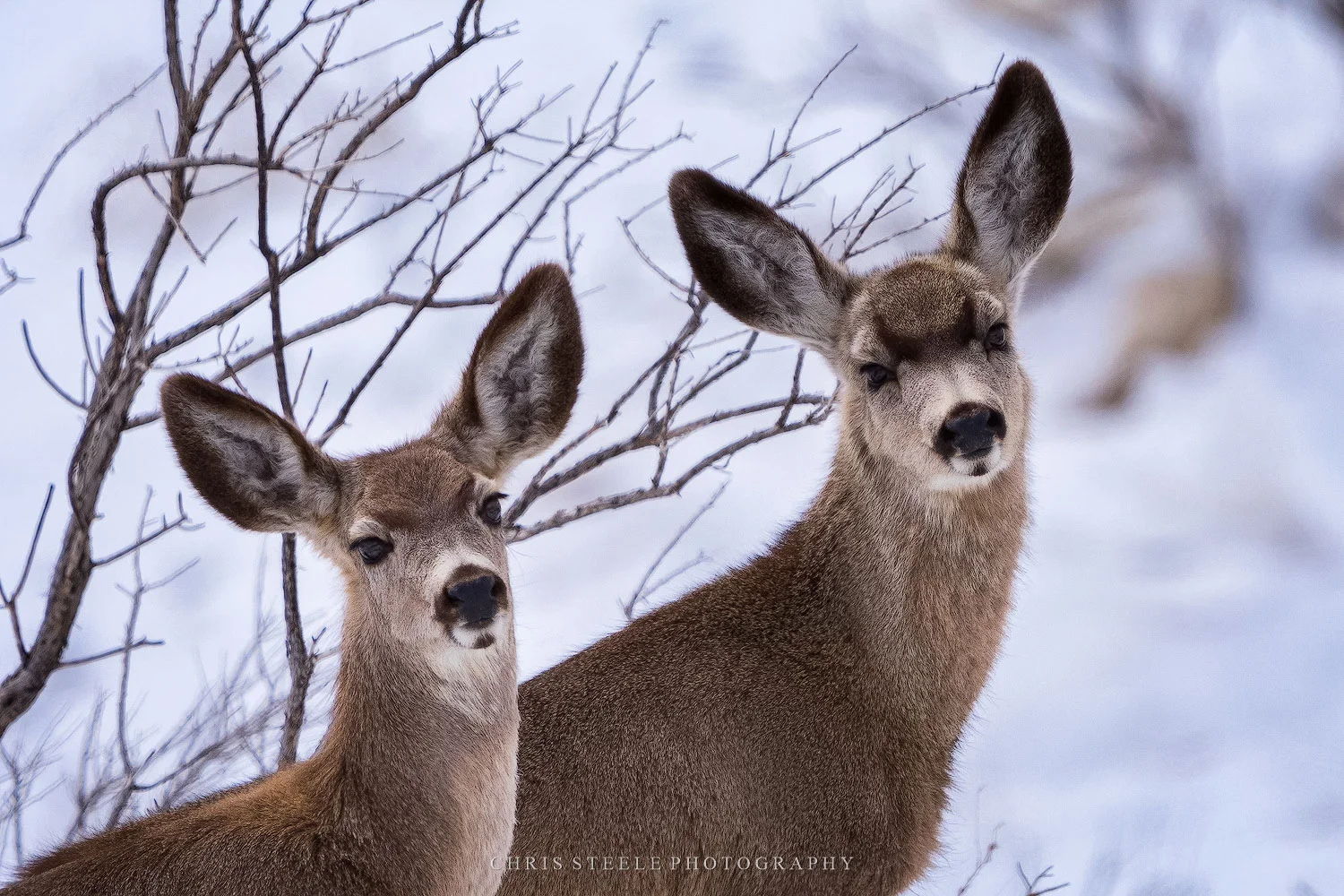 Spring Pair