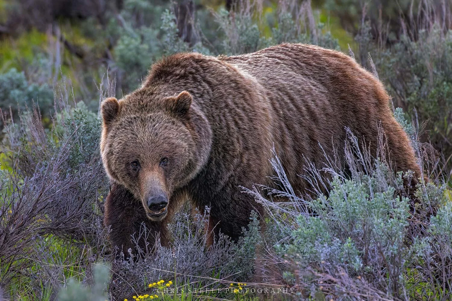 Spring Grizzly
