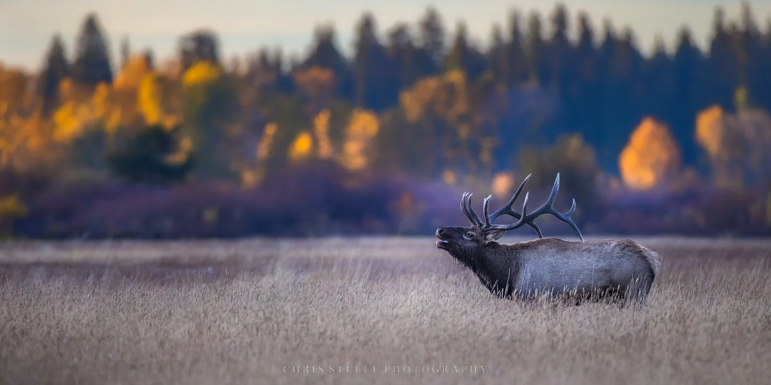Nature's Call