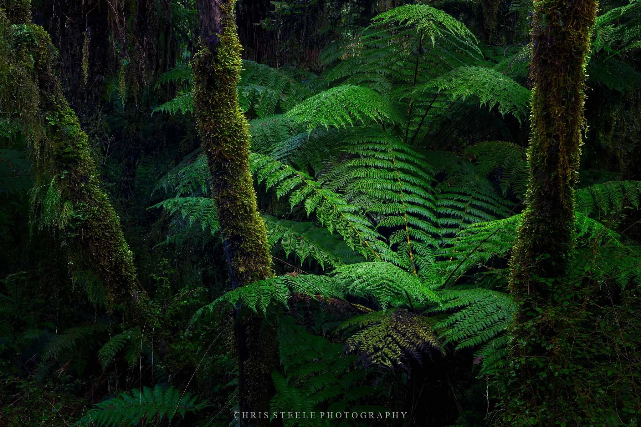 Umbrella Fern Forest