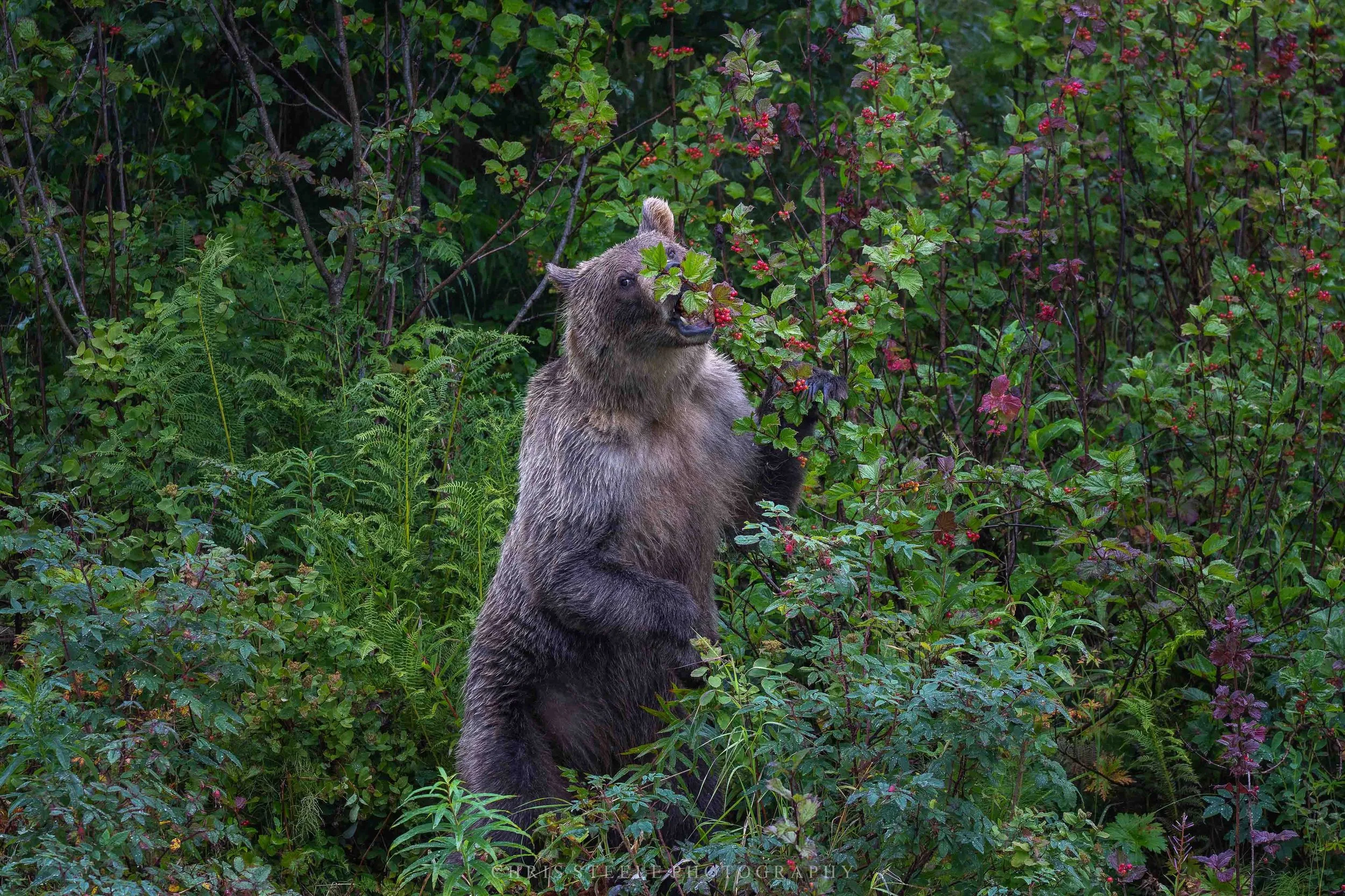 Time for Berries