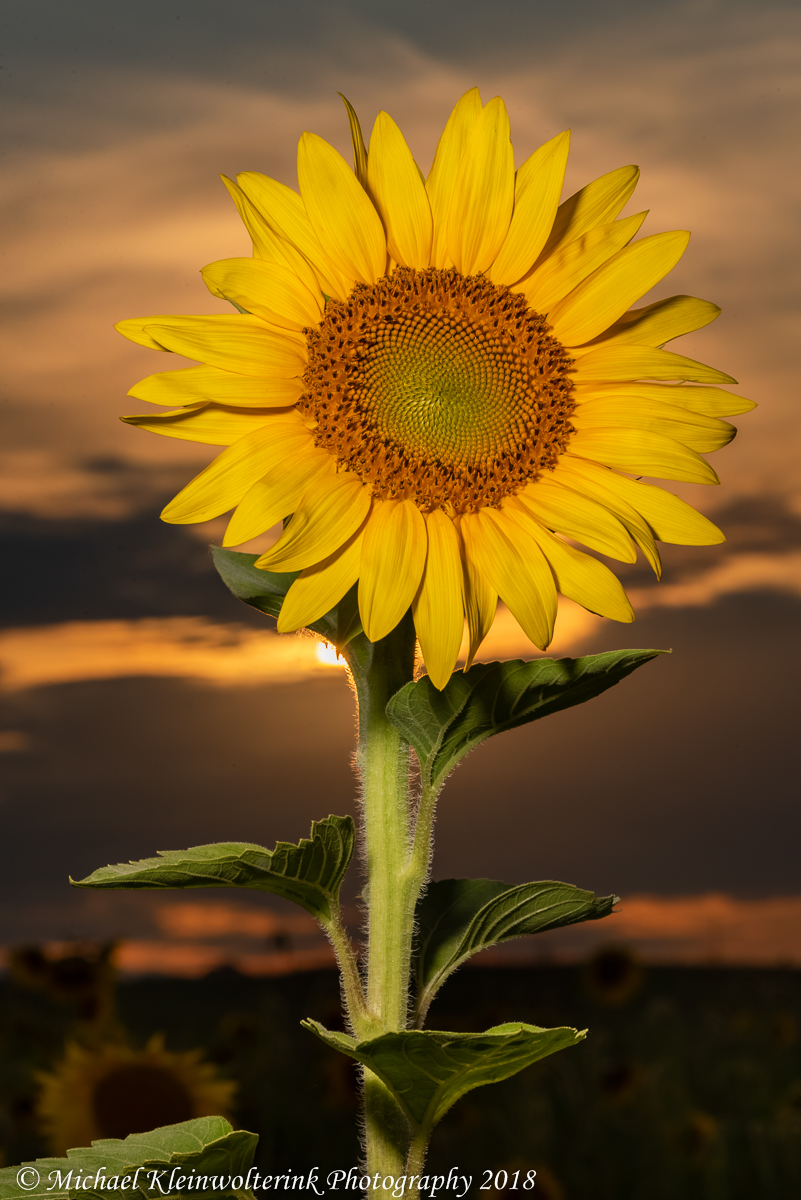 D750 - Summer Sunflowers