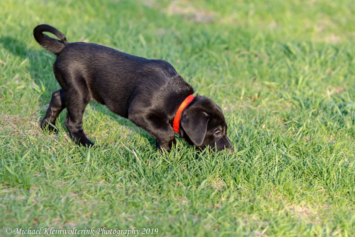D7200 - Raccoon River Retriever Puppies