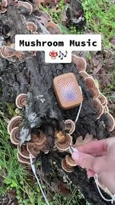 plant-wave-polypore.jpeg
