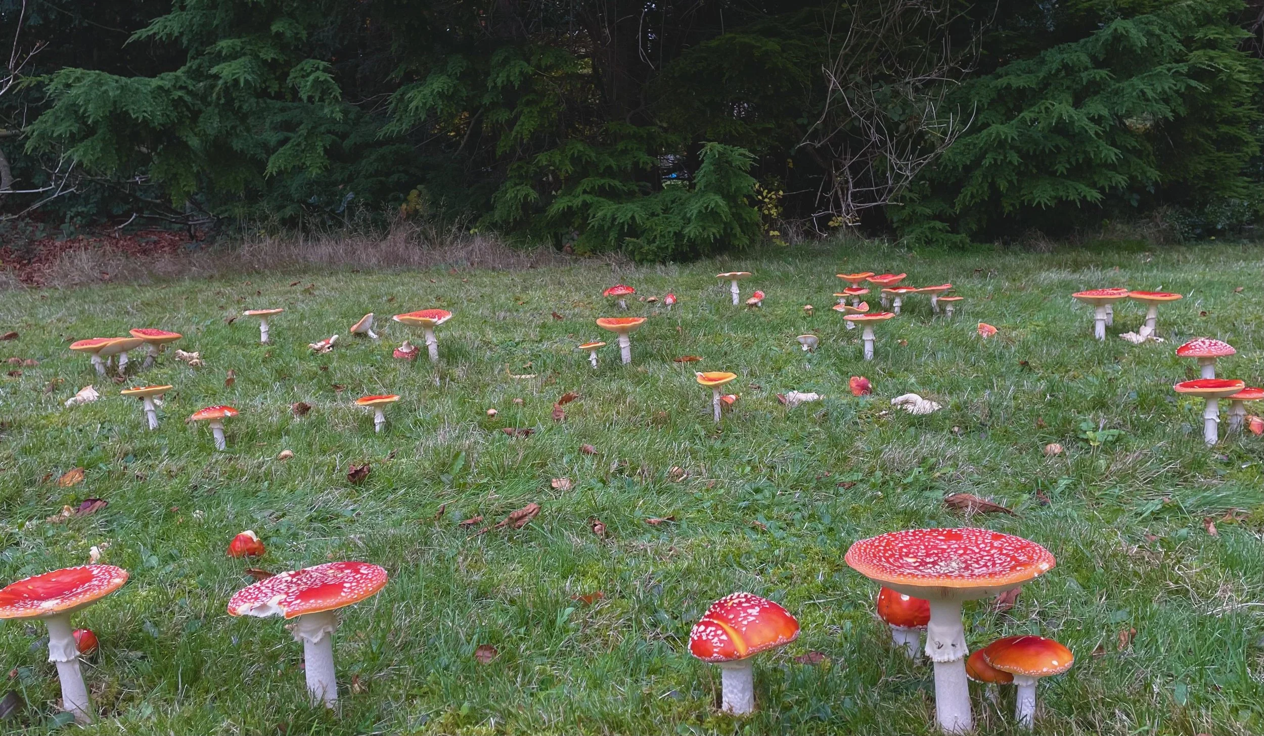 amanita-muscaria-fairy-ring-v0-kck0etsmvctb1.jpg