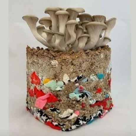 ONLINE: The Potential of Mycoremediation