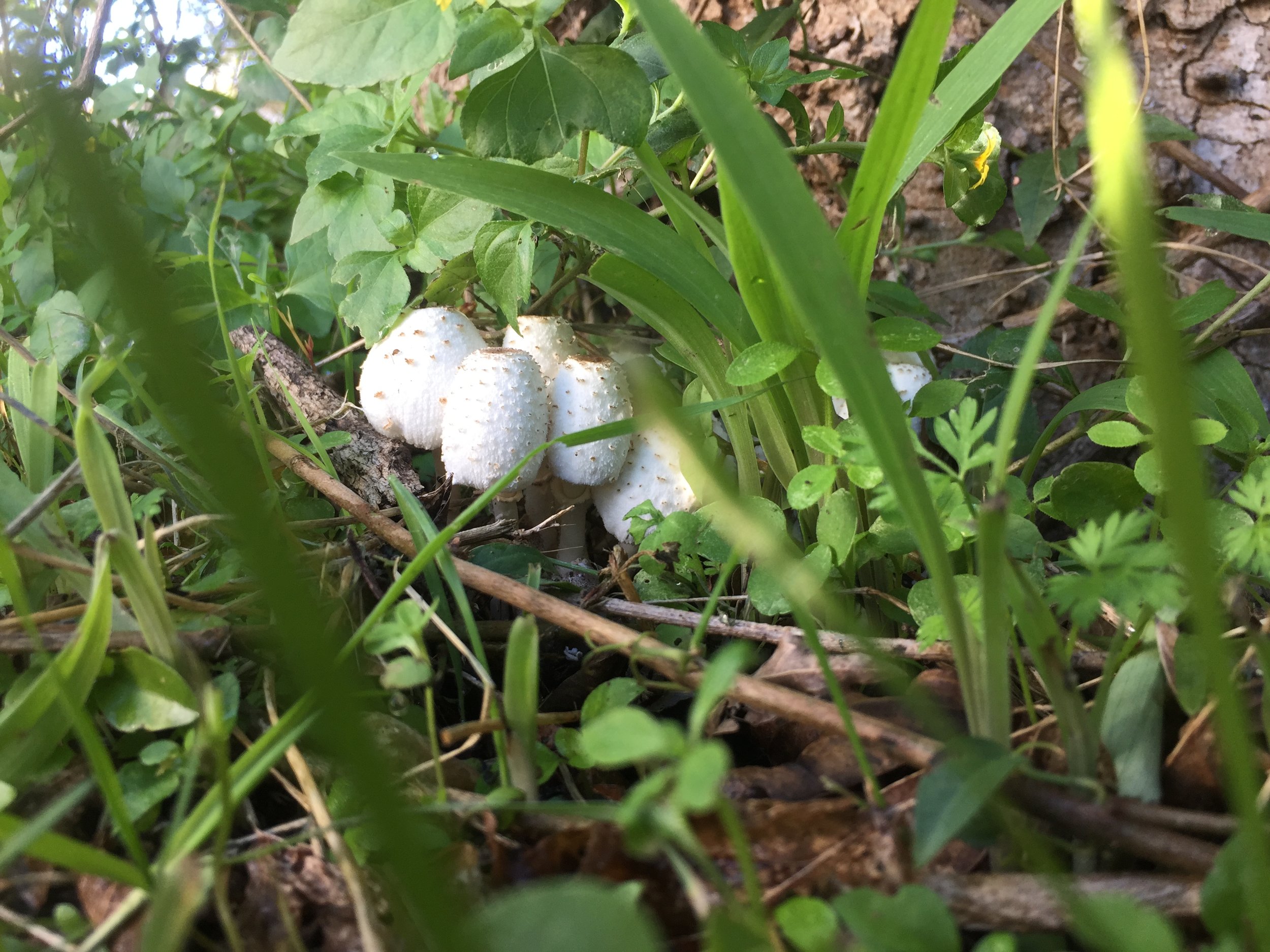 The Return of the Mushrooms! — Central Texas Mycological Society