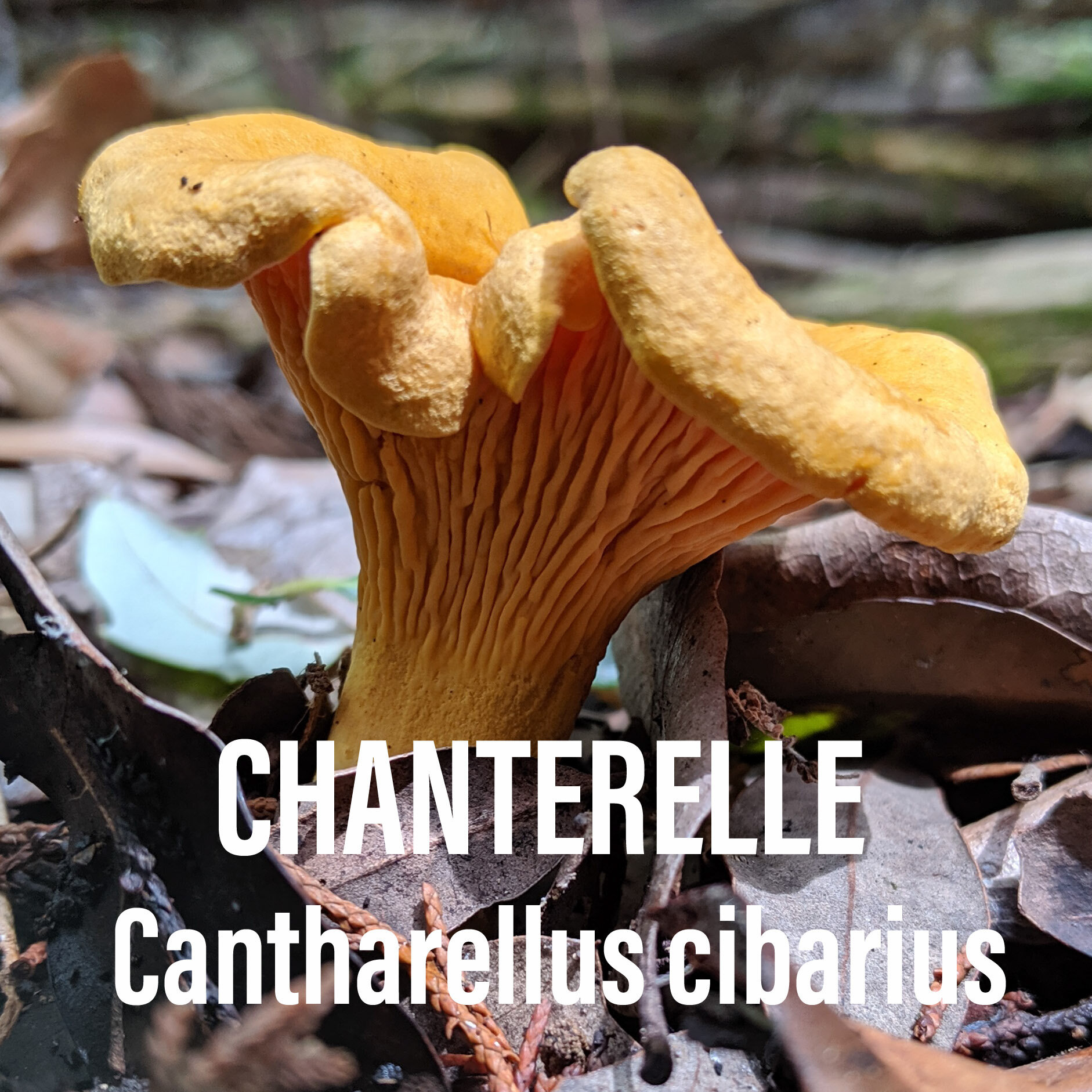 Chanterelle