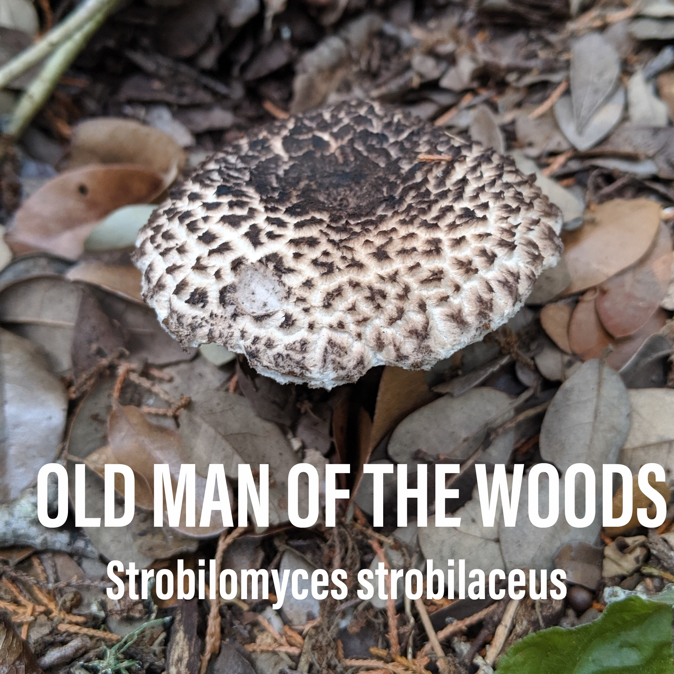 Old Man of The Woods