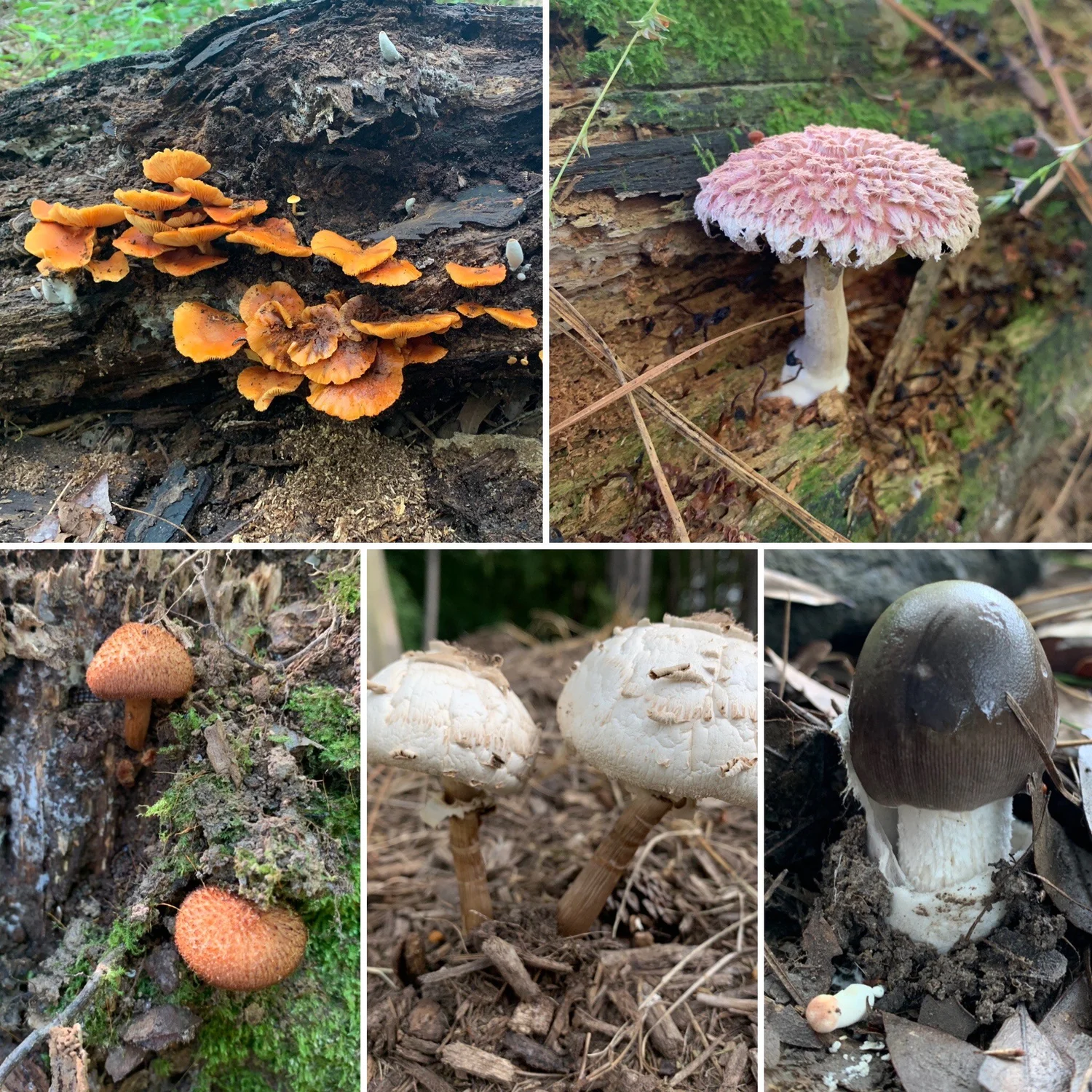Pa Wild Mushrooms Identification 87 - qfh4f50