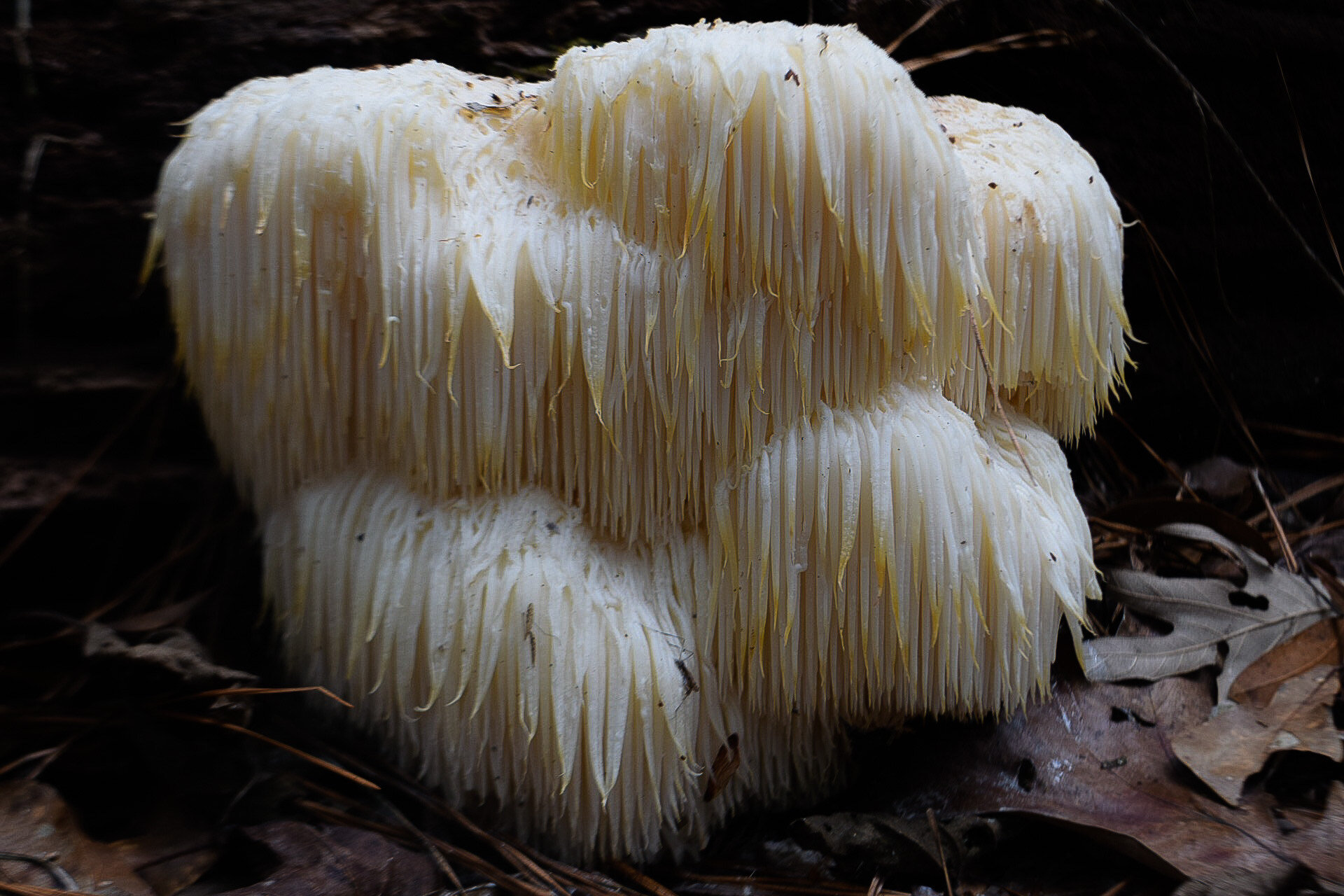 Teeth of Hericium erinaceus