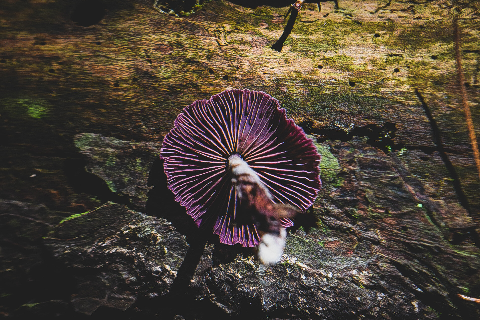 Gills of Gymnopus iocephalus