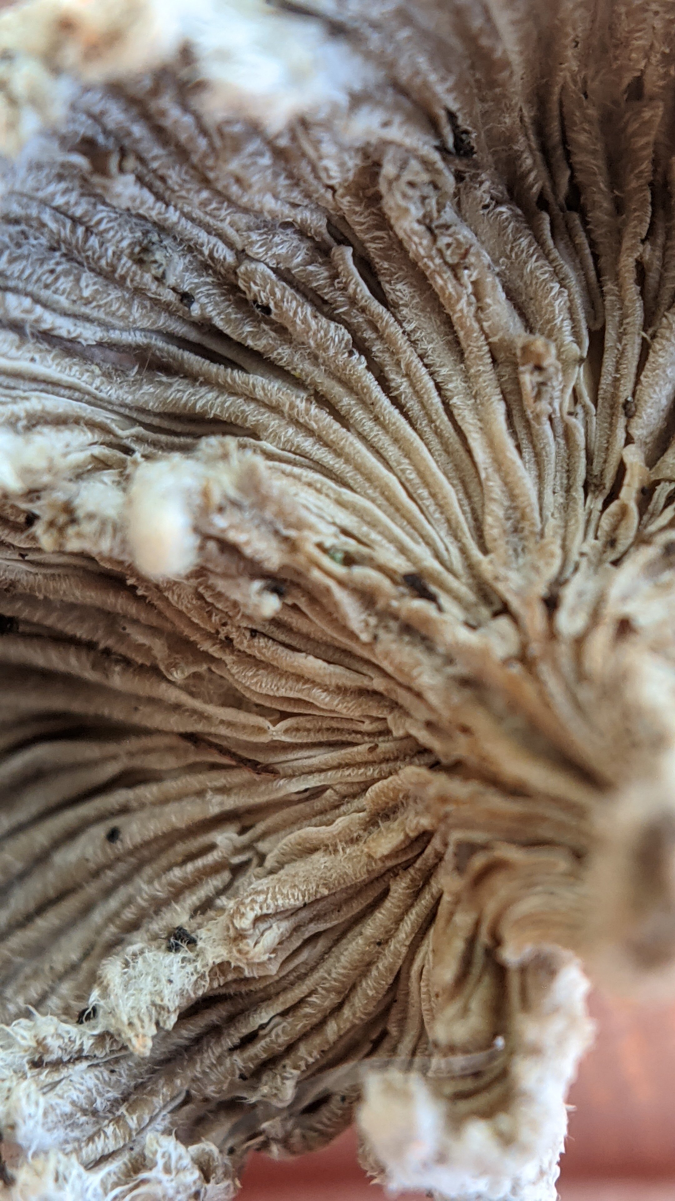 Splitgill Mushroom, Schizophyllum commune
