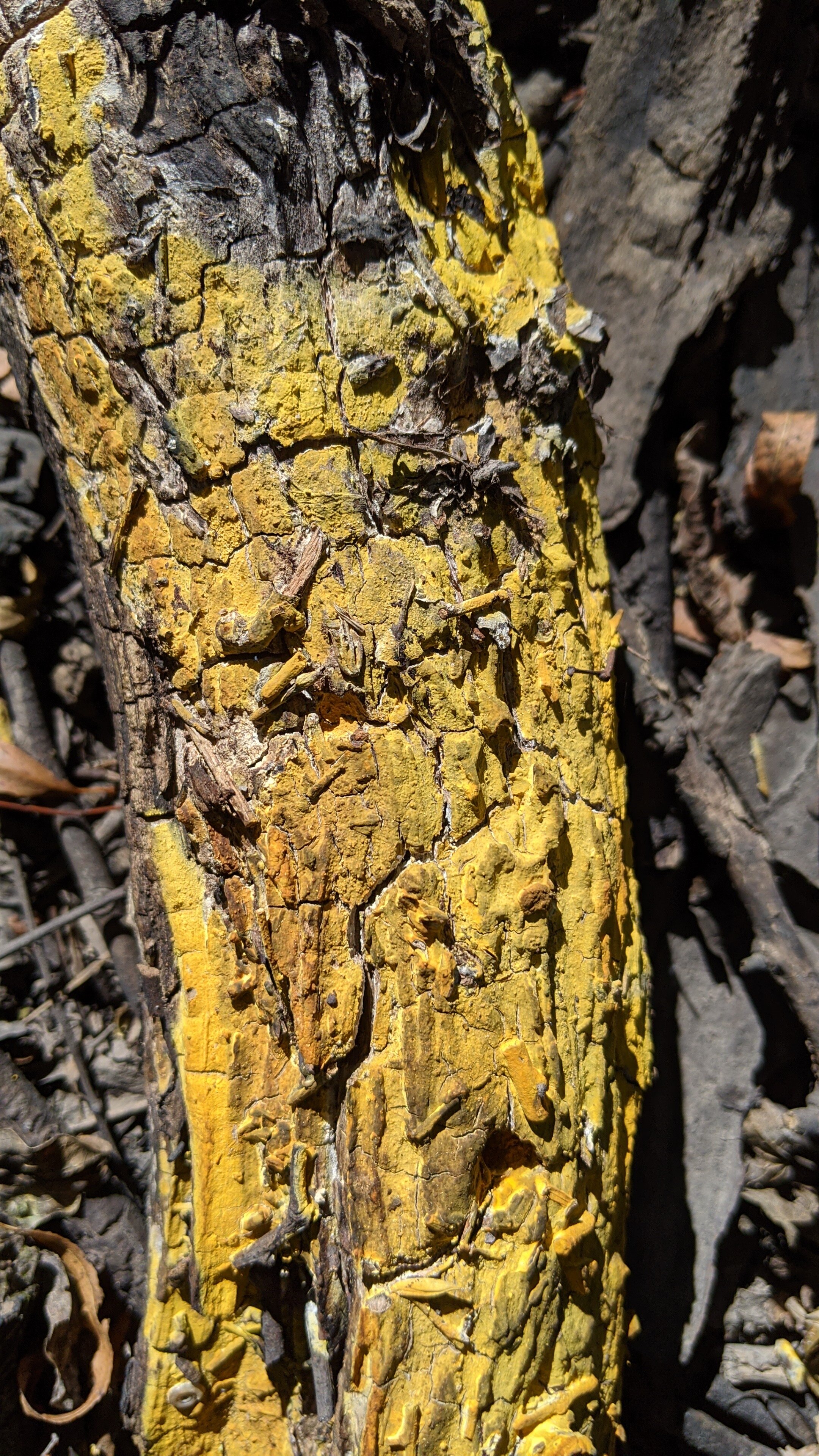 Gold dust lichen, Chrysothrix candelaris