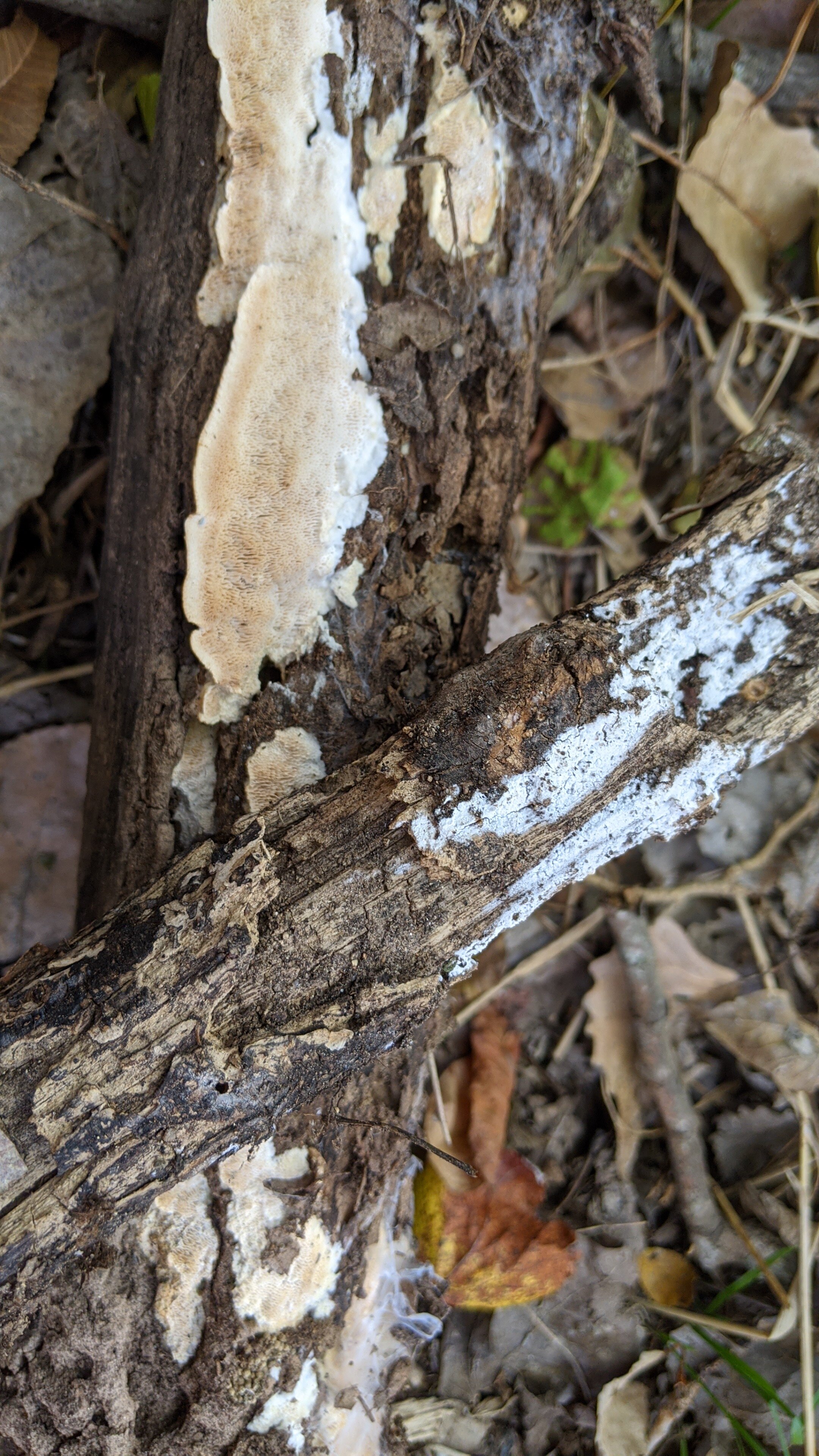 Milk-white Toothed Polypore, Irpex lacteus
