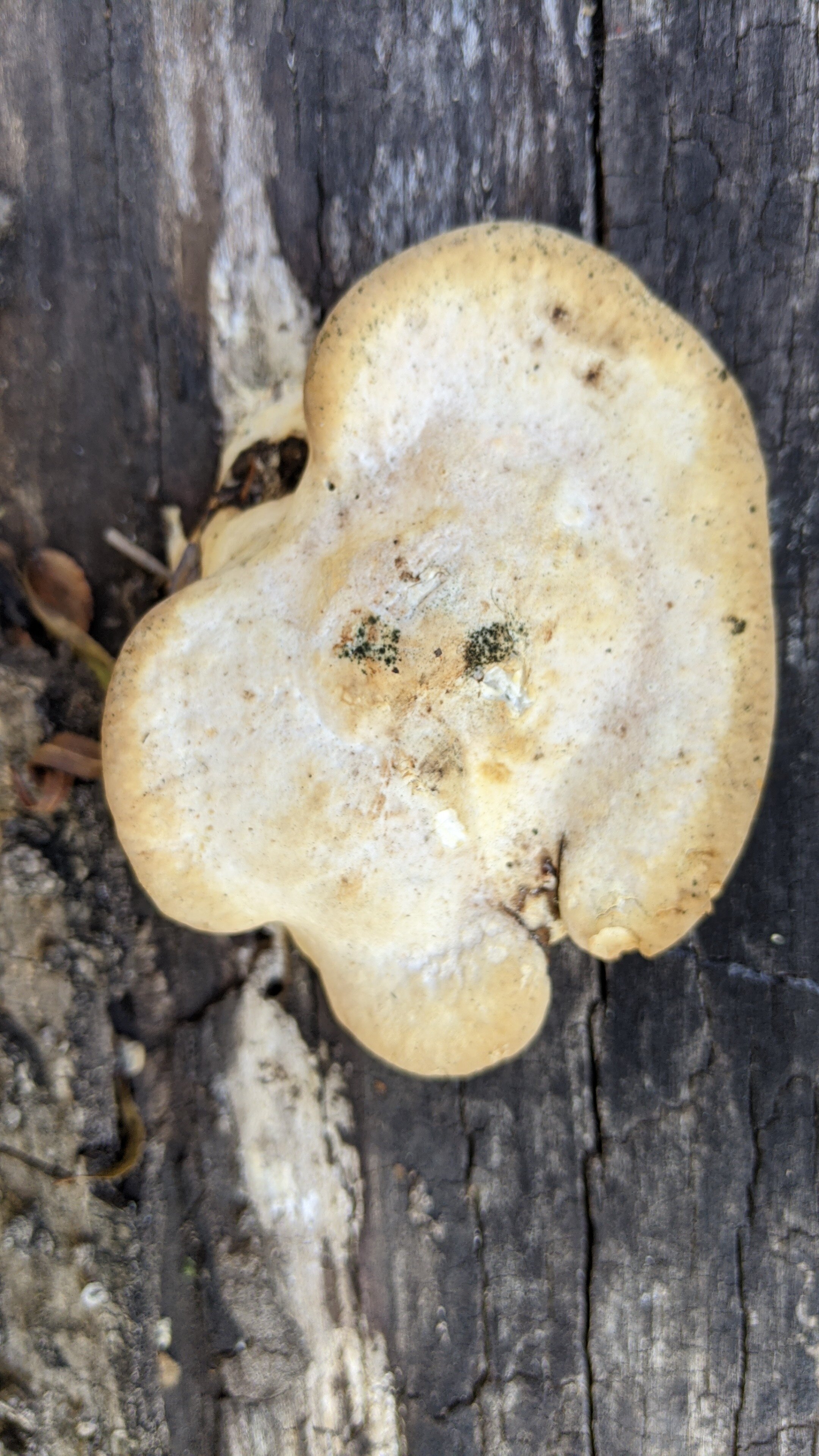 White cheese polypore, Tyromyce schioneus