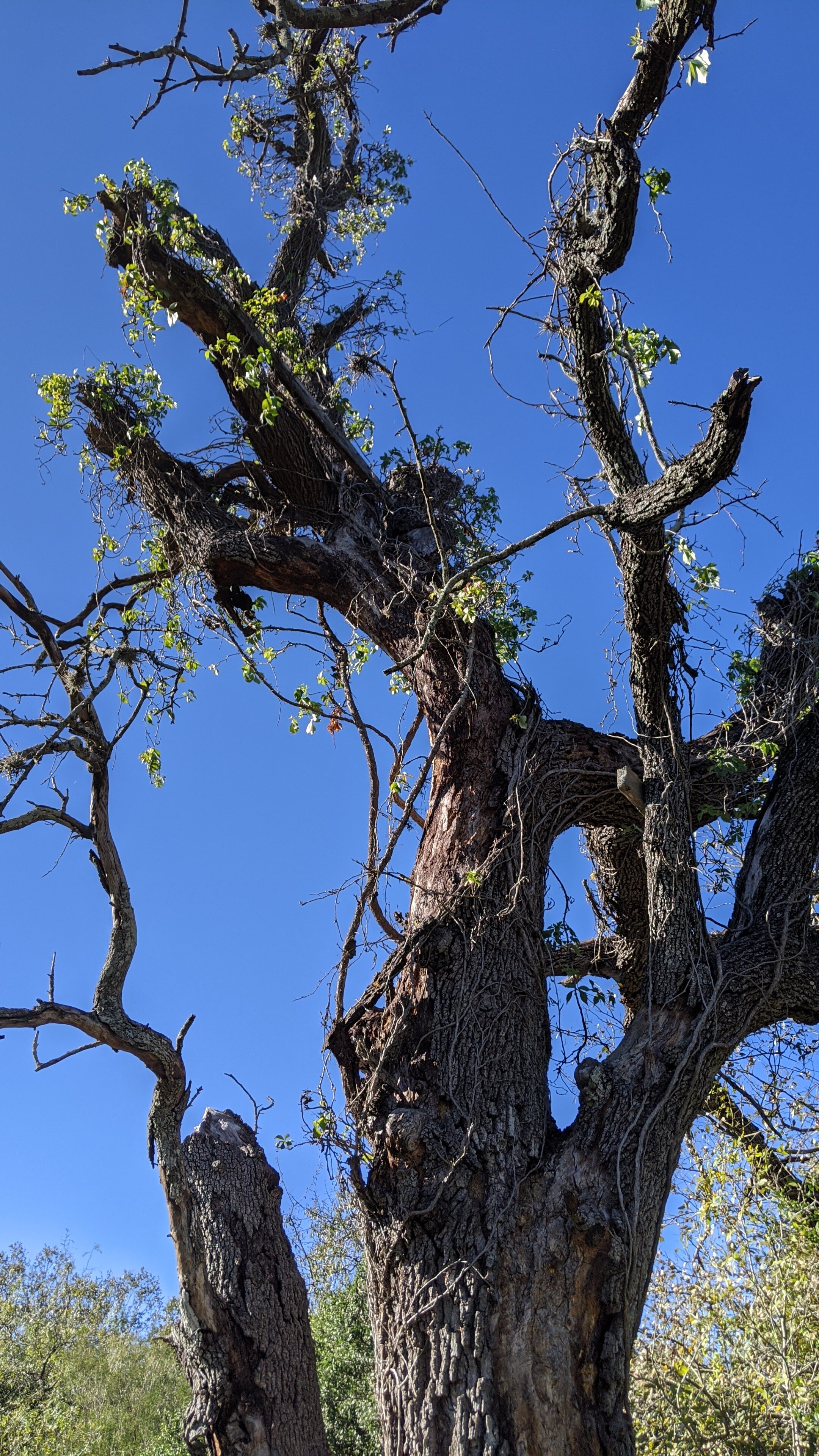 Dead and spooky live oak tree