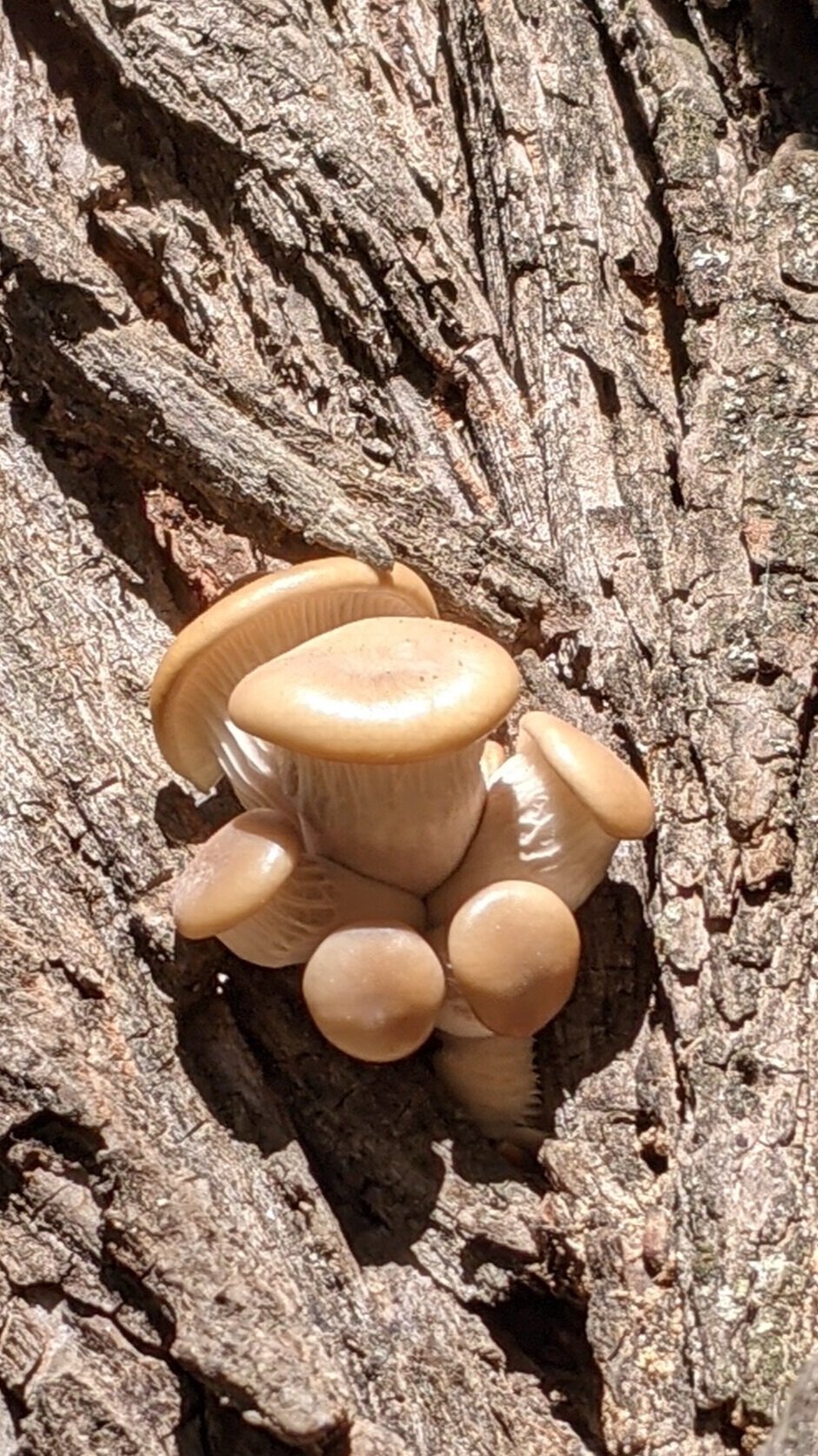 Oyster Mushroom, Pleurotus ostreatus