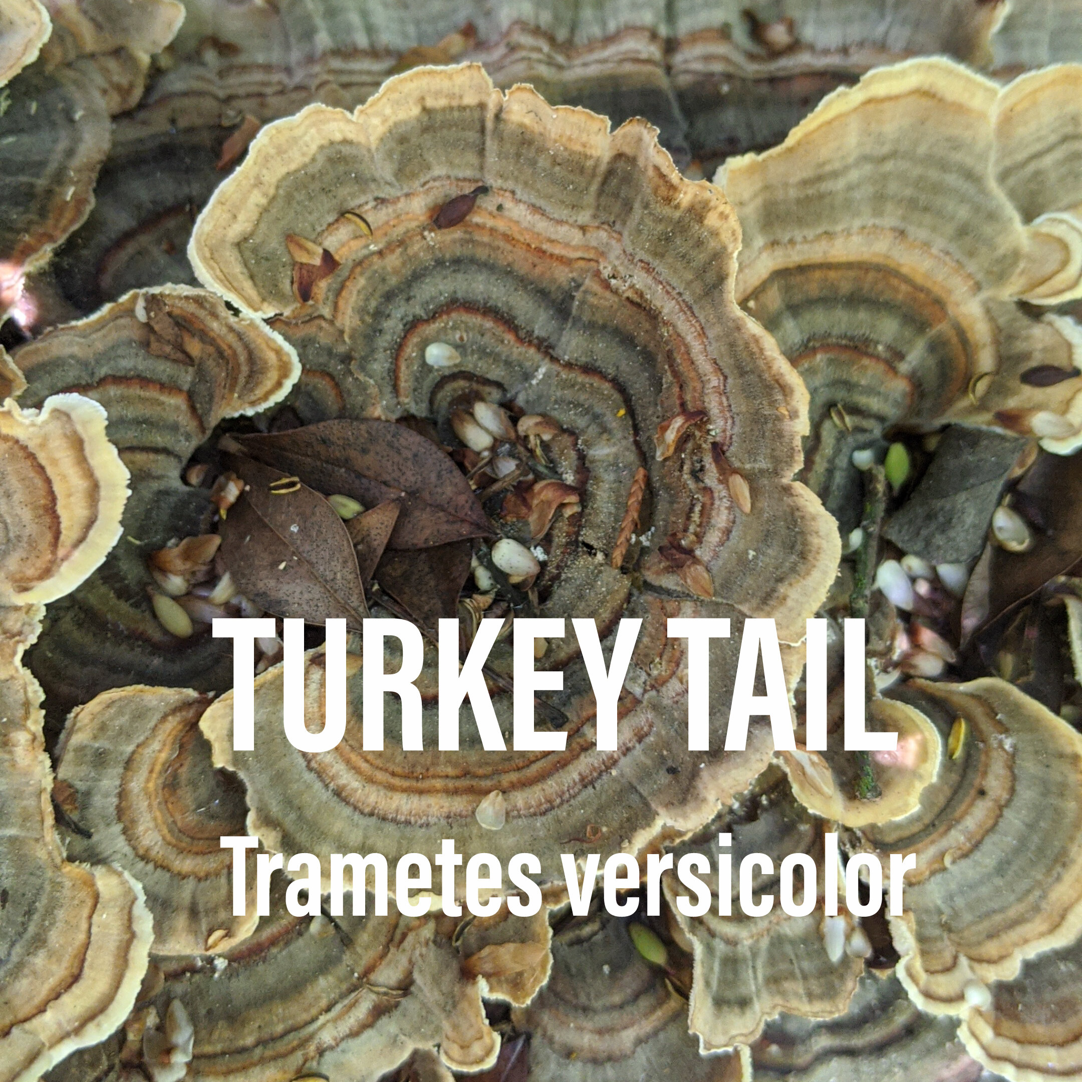 turkey tail.jpg