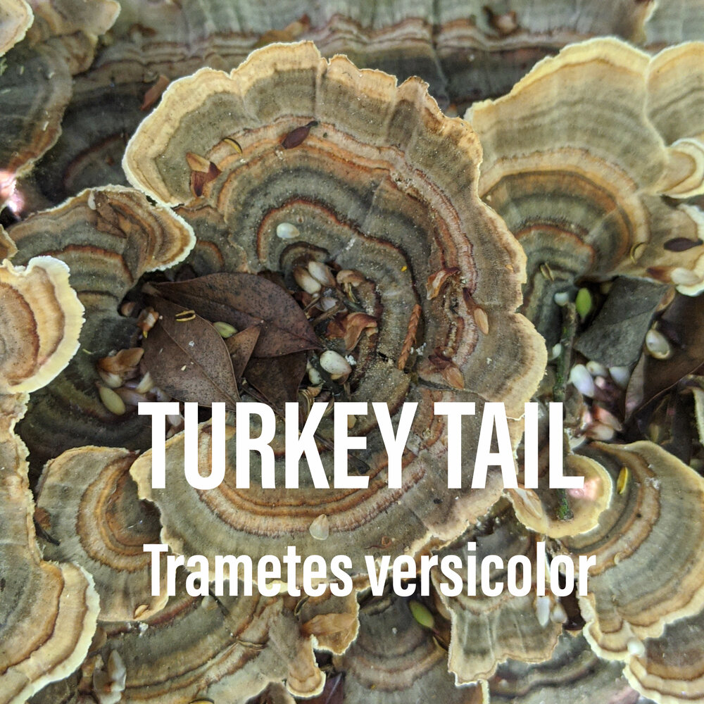 turkey tail.jpg