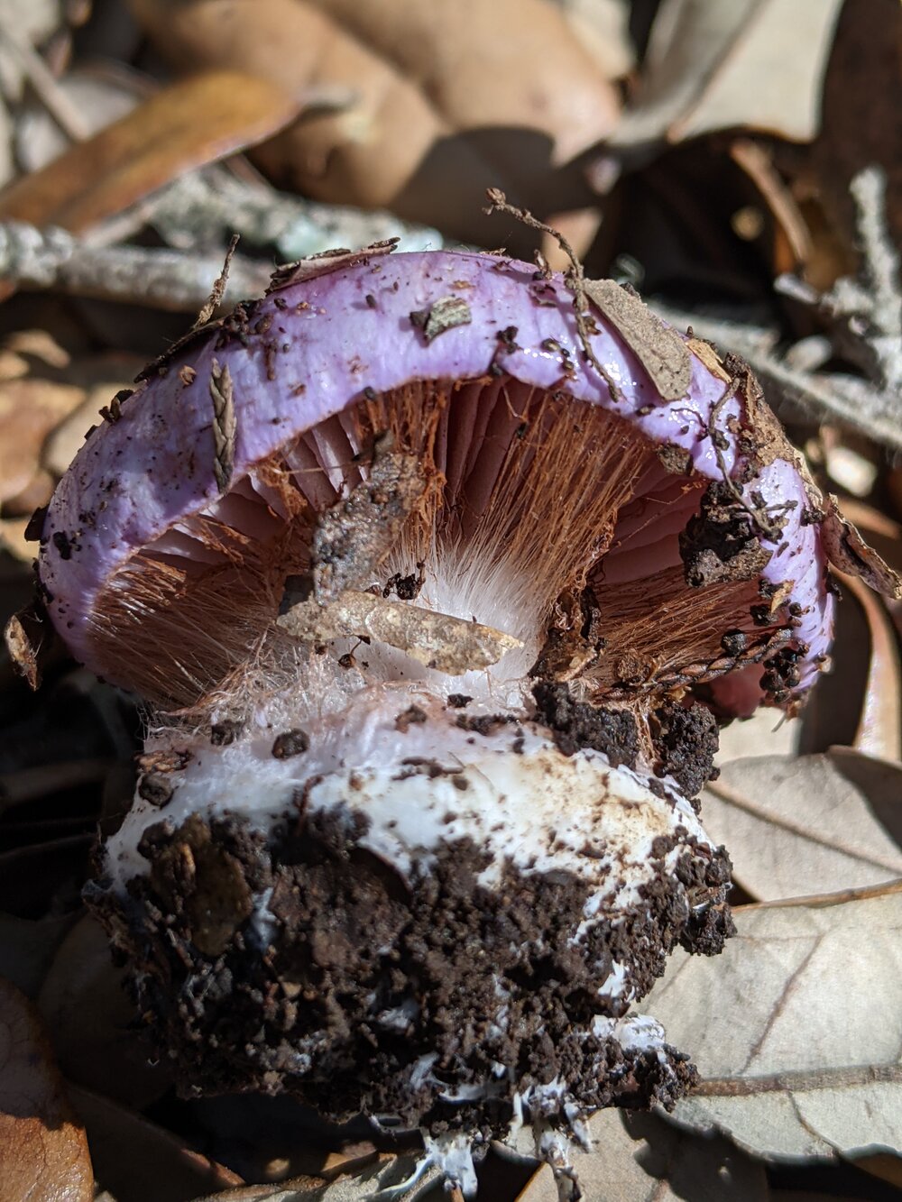 Side View of Cortinarius