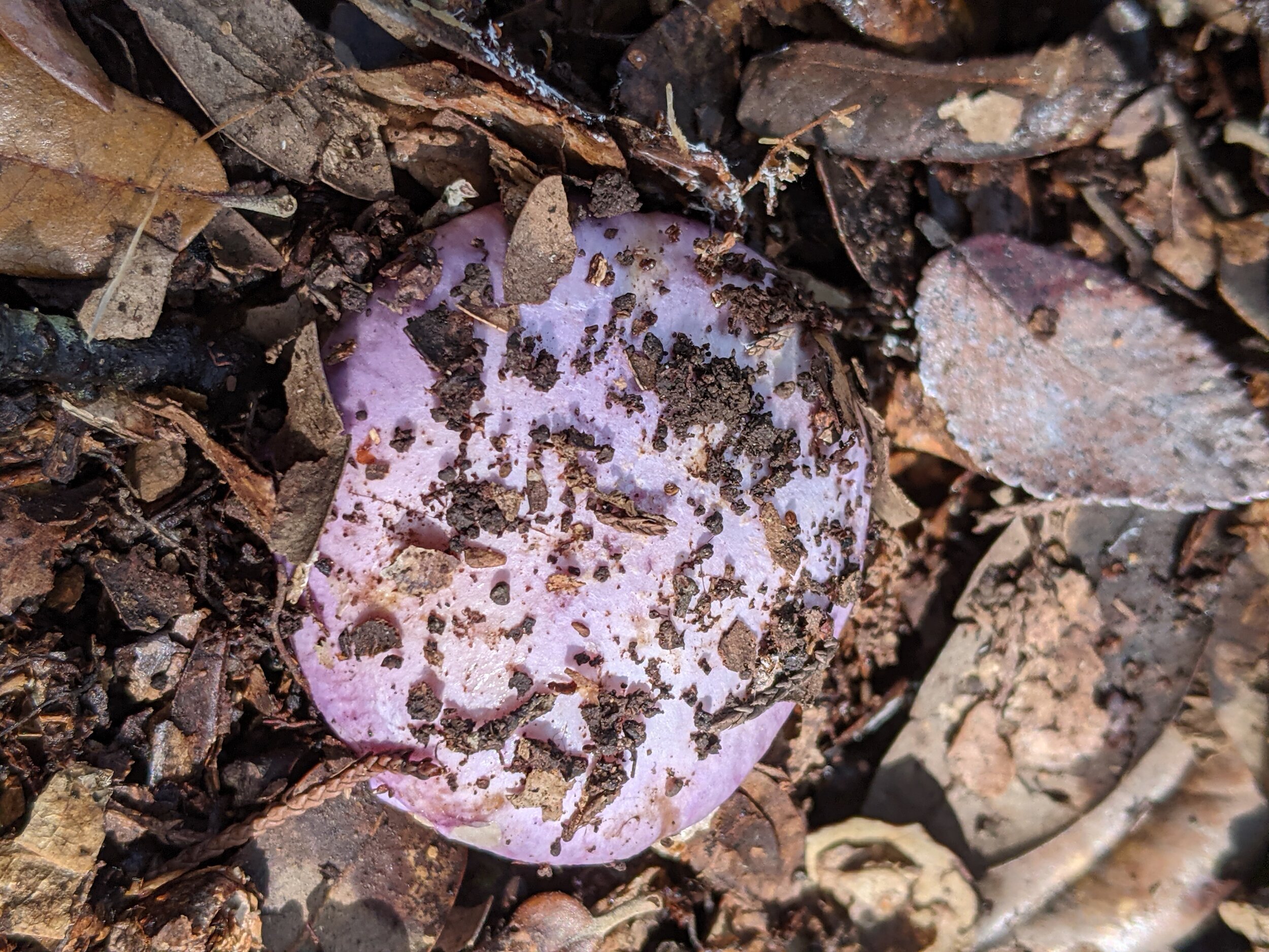 Cap of Cortinarius