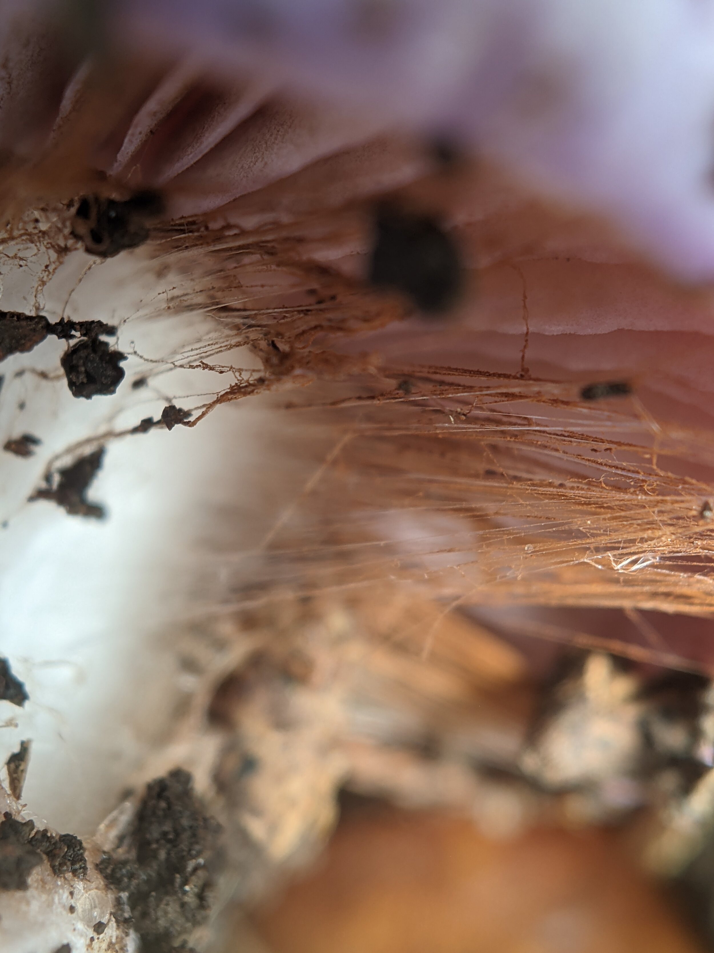 Gills of Cortinarius