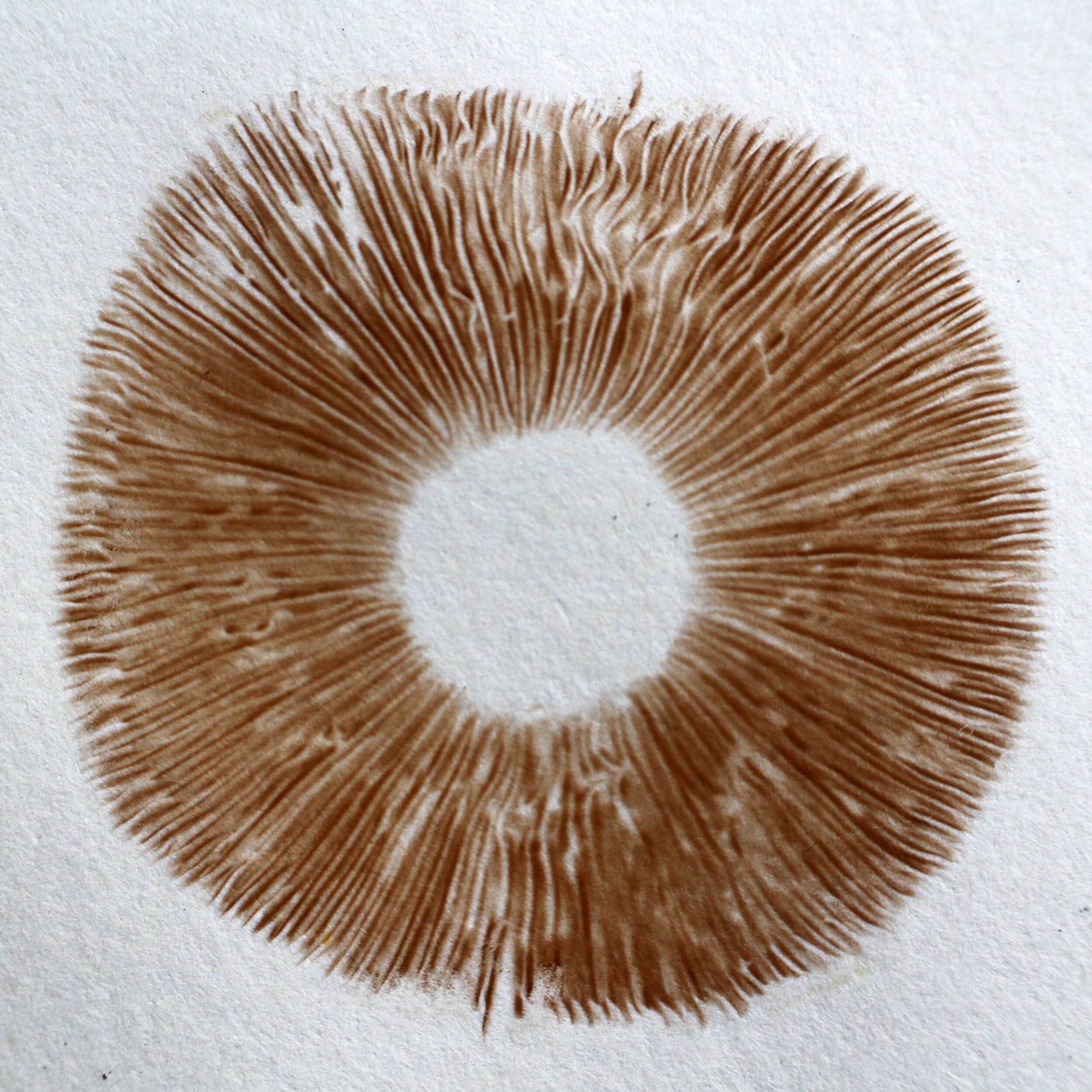 Spore Print of Cortinarius