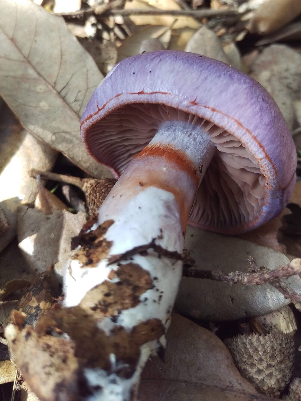 Side View of Cortinarius