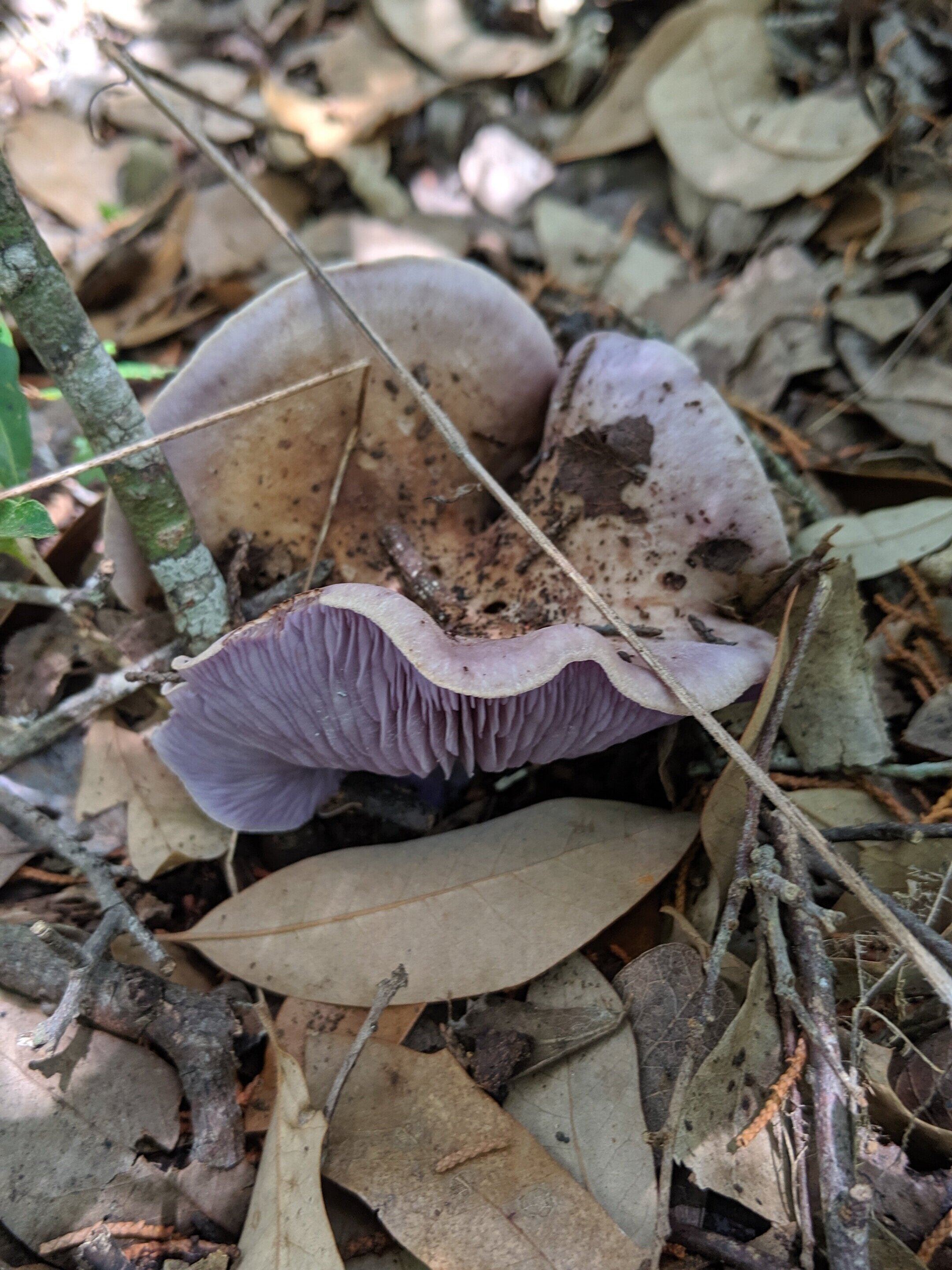 Wood Blewit Habitat