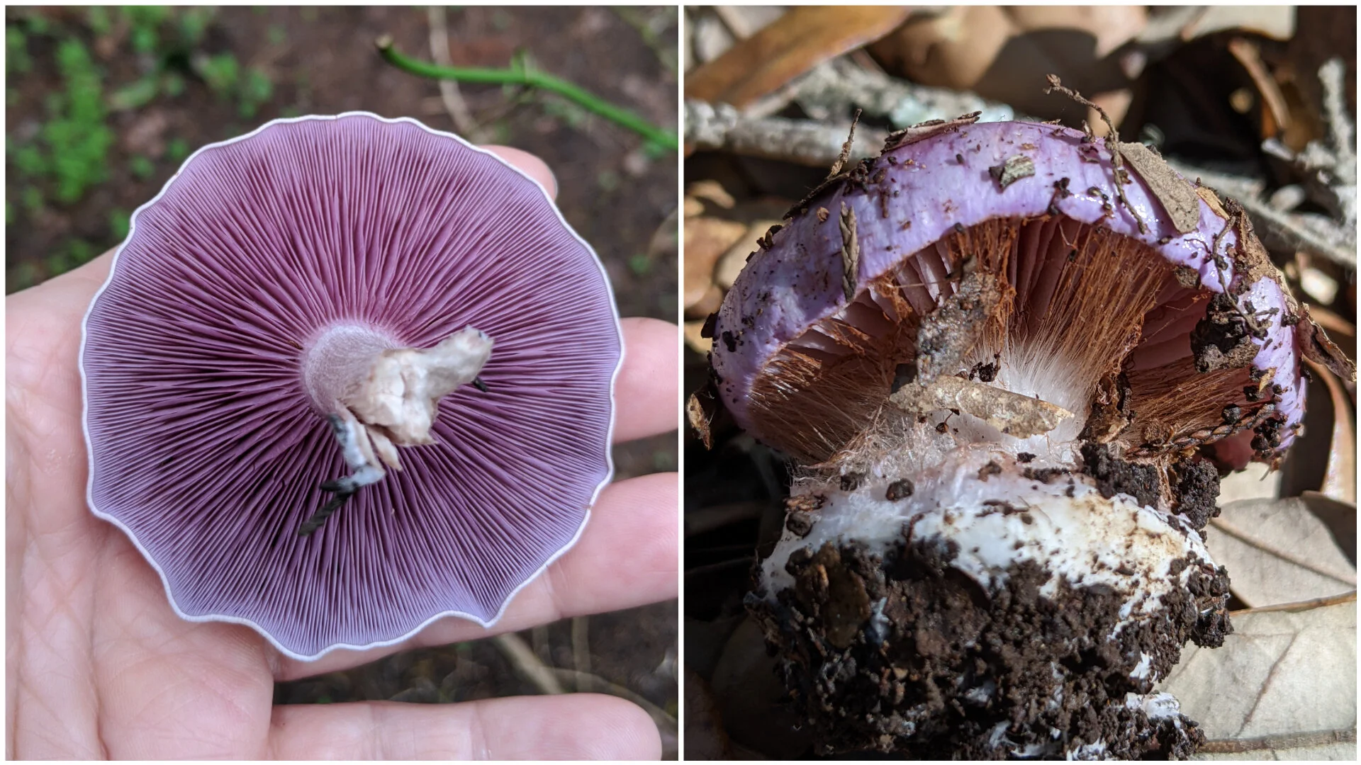 Identifying Wood Blewits from Cortinarius Lookalikes — Central Texas Mycological Society