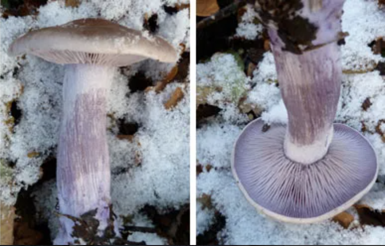 When Wood Blewit Flush