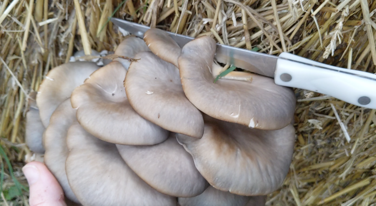PART 3: Grow Mushrooms in a Straw Bale — Central Texas Mycological Society
