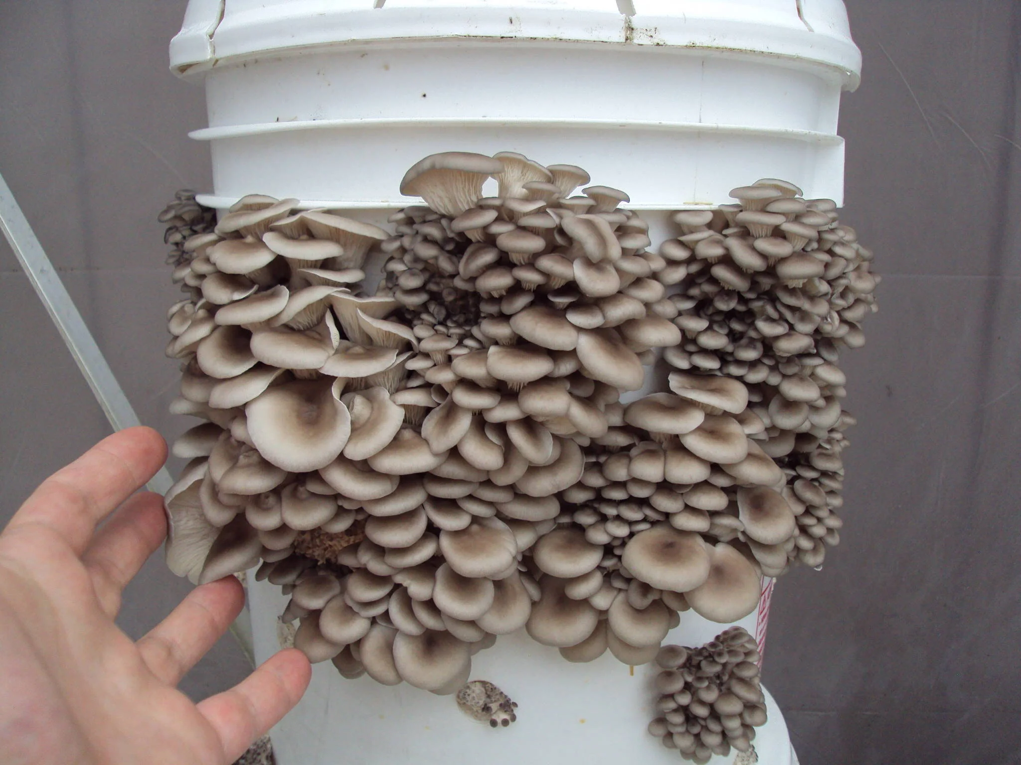 SMITHVILLE: Mushroom Block Giveaway at Sustainable Home and Garden Show