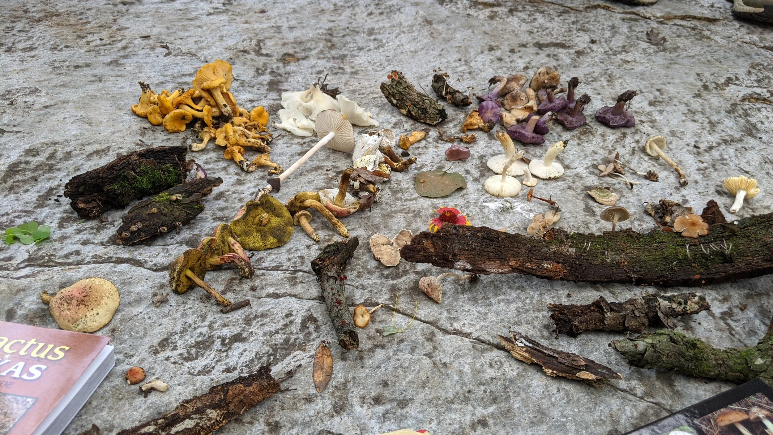 Mushroom's observed