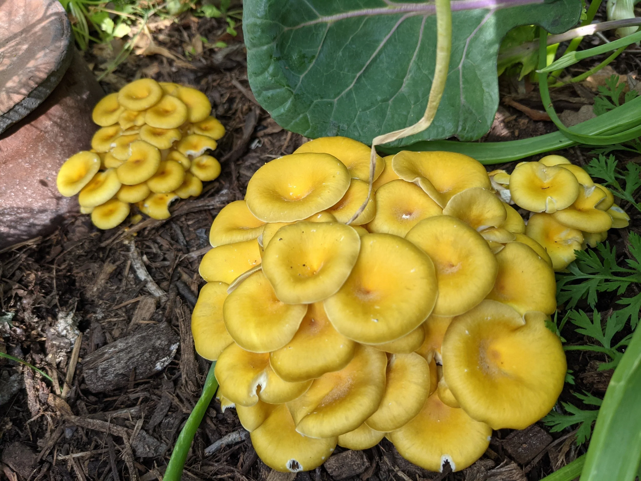 Waco Mushroom Cultivation — Central Texas Mycological Society