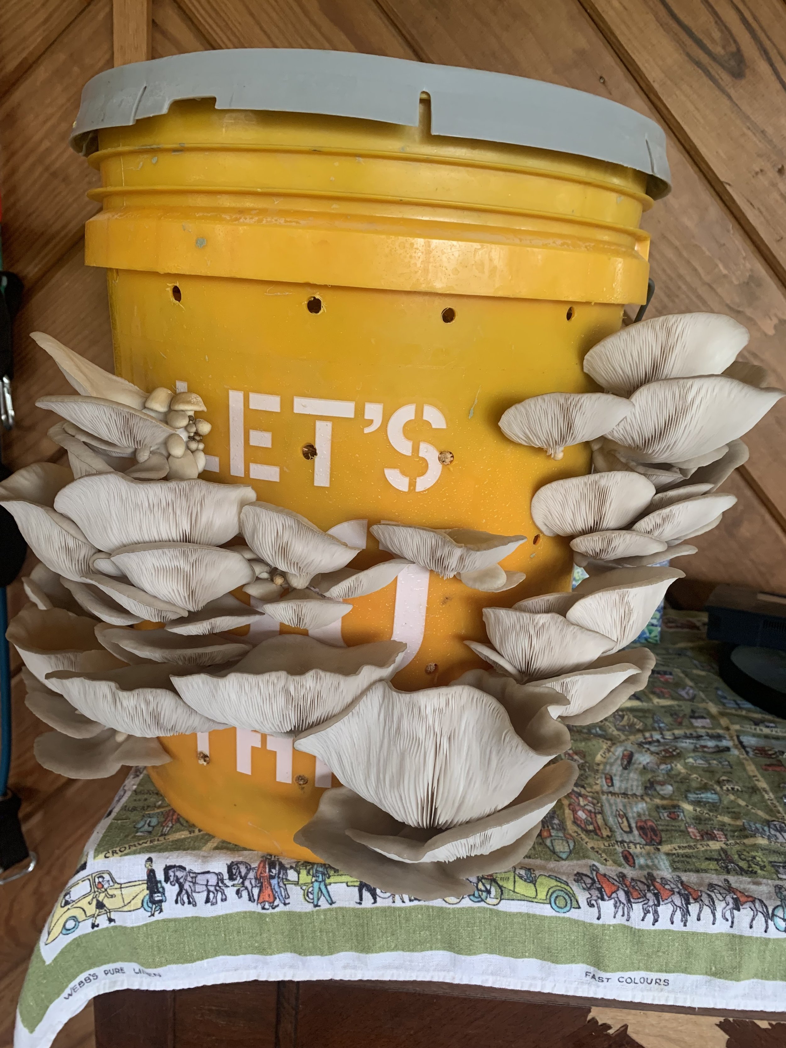 Mushroom in bucket.jpg