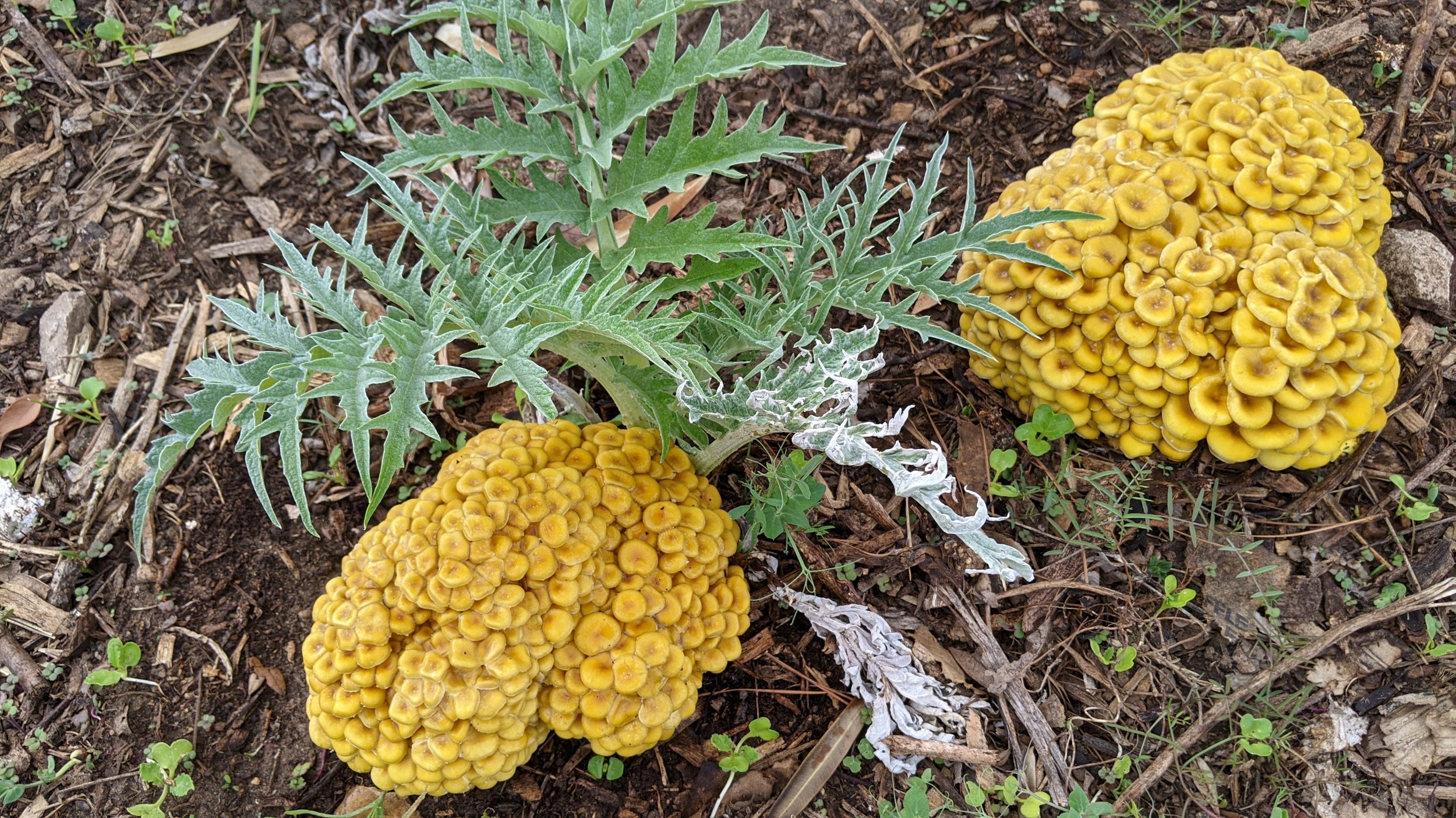  Yellow Oysters growing with Cardoons 