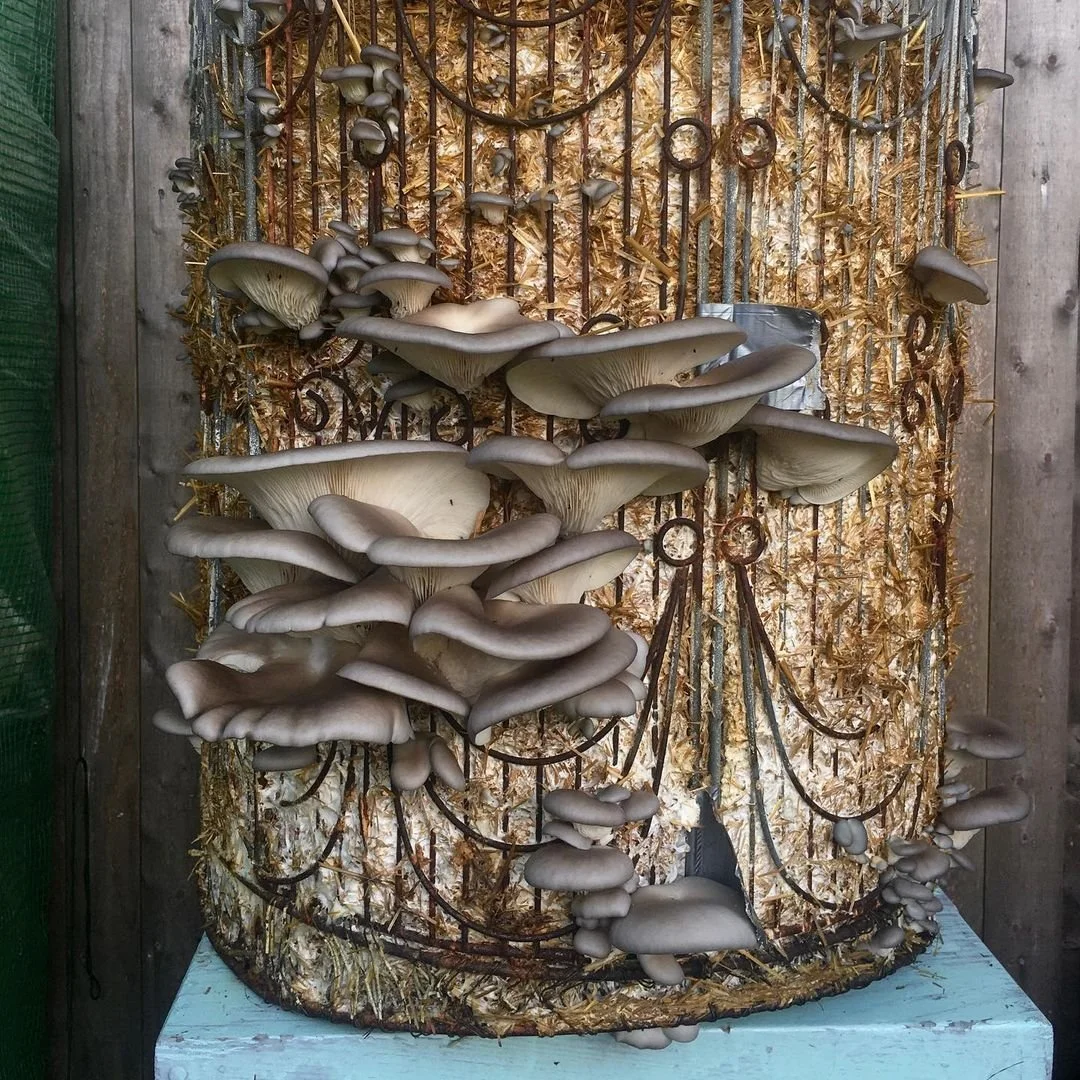 mushroom garden.jpeg