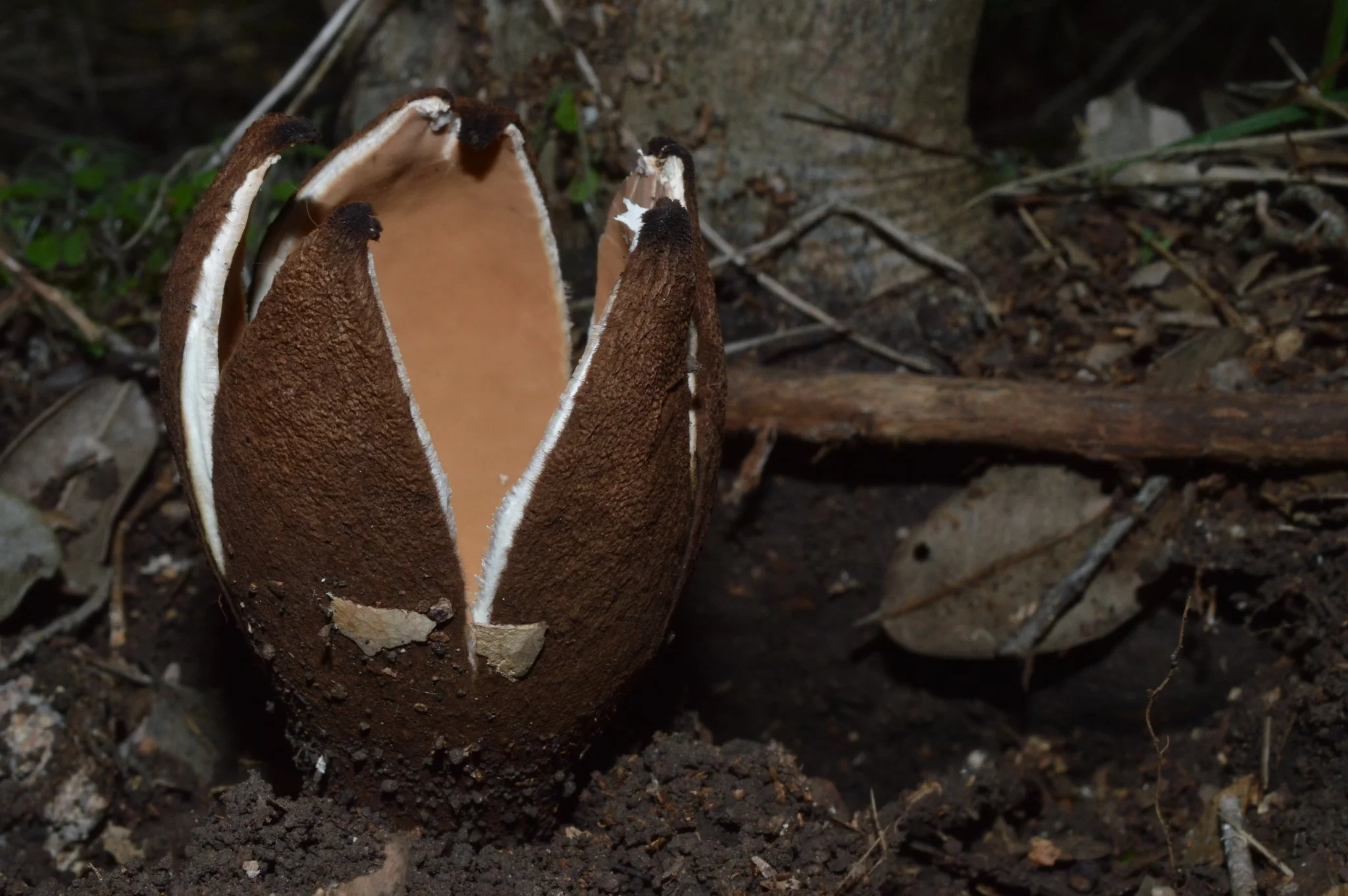 Mushroom ID 101 — Central Texas Mycological Society