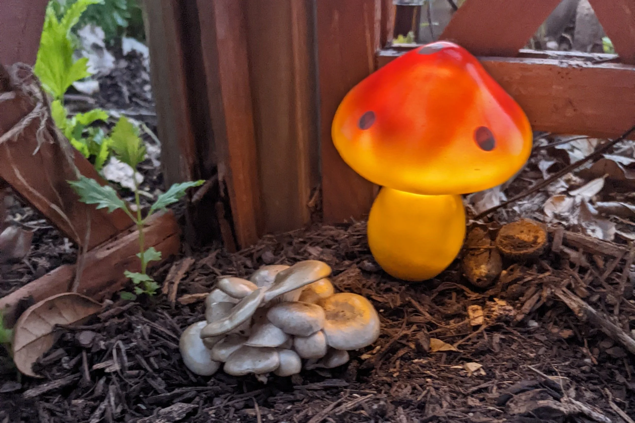 SEGUIN: Mycology 101 for Growers & Gardeners